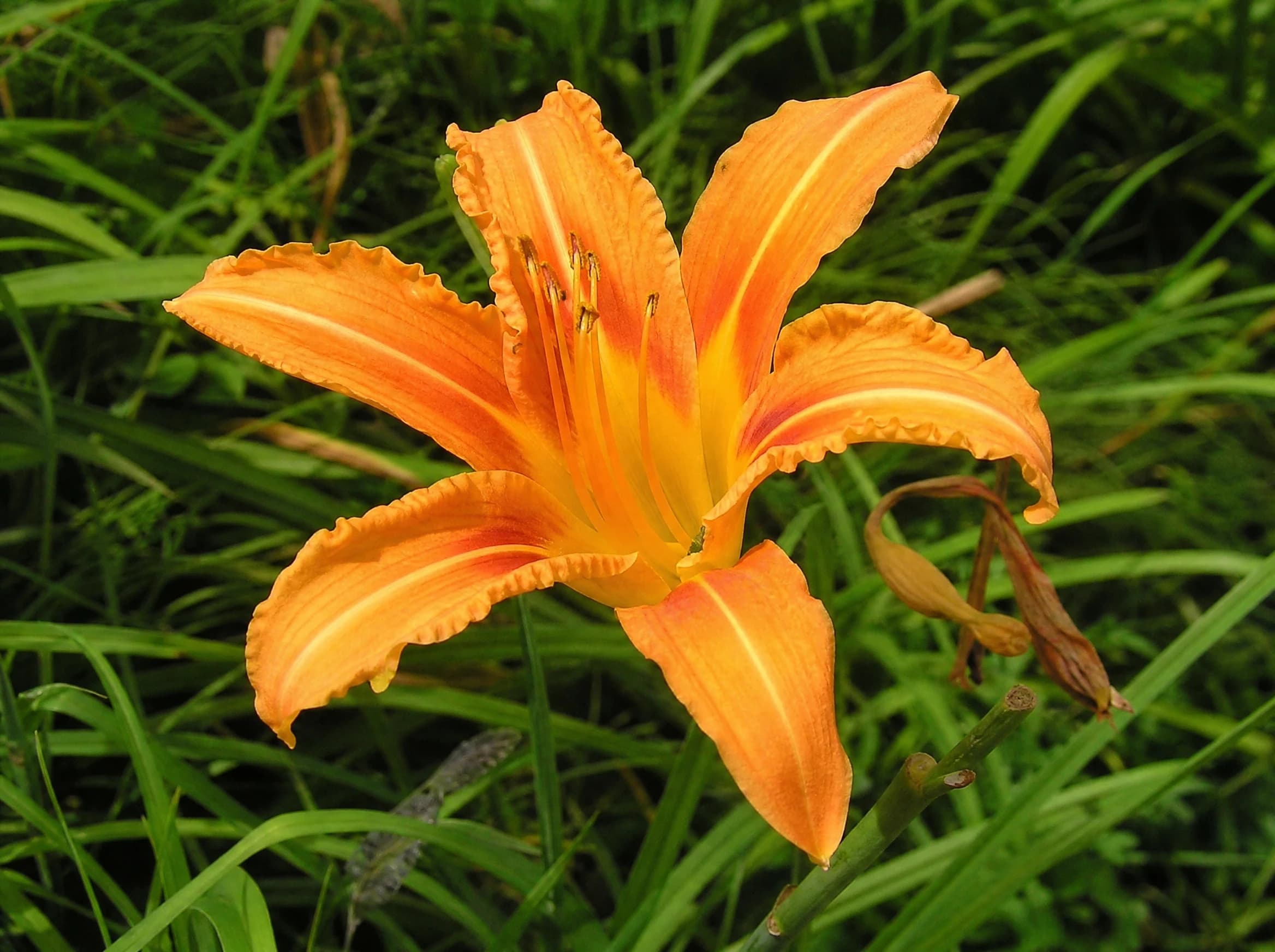 המוריקליס (hemerocallis) — תקריב פריחה, משתלת הדר נוי