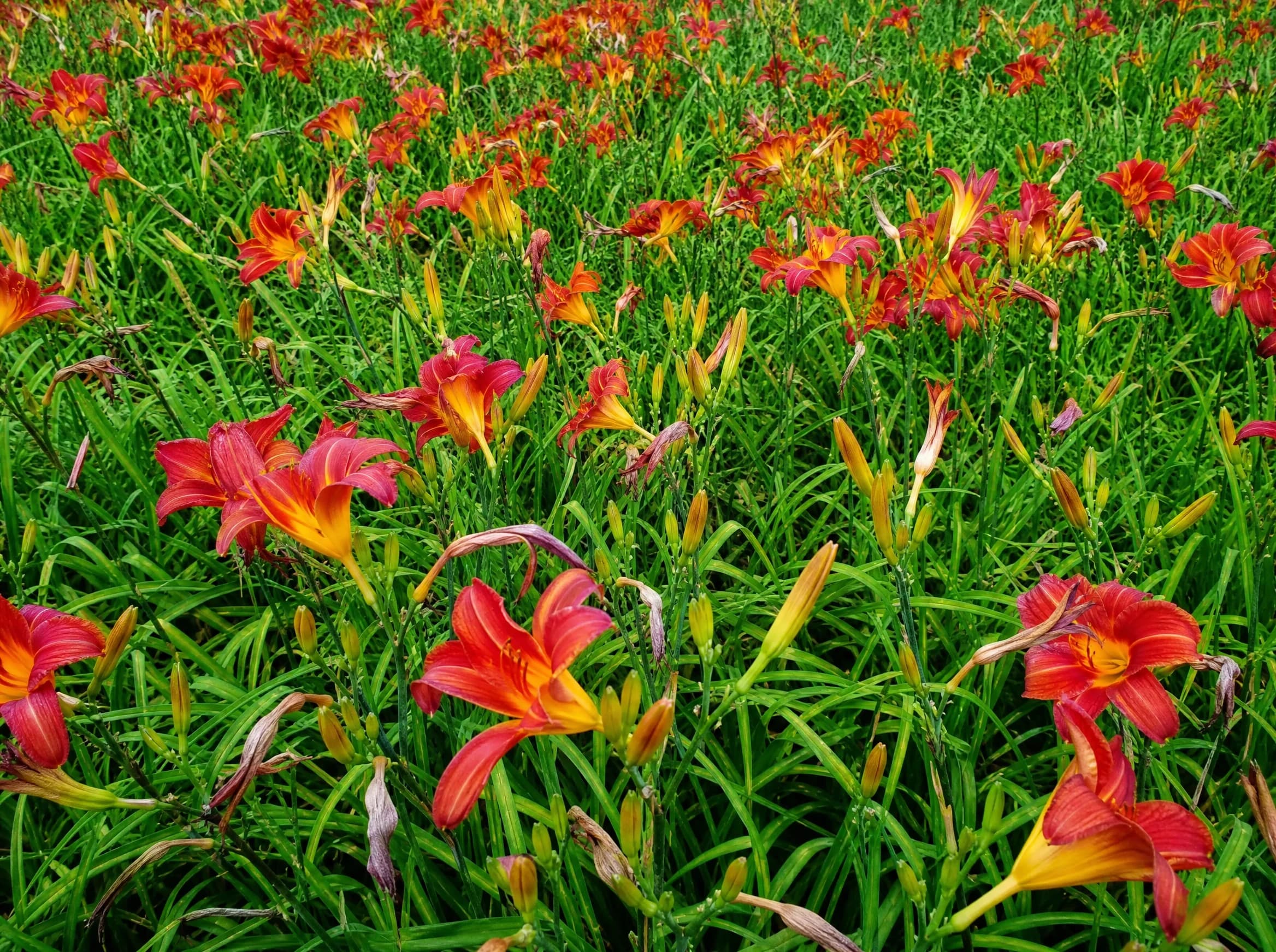 המוריקליס (hemerocallis) — מרבד חבצלות יום פורחות בכתום־אדום מעל עלווה ירוקה סרטנית — שתילה במסה, משתלת הדר נוי