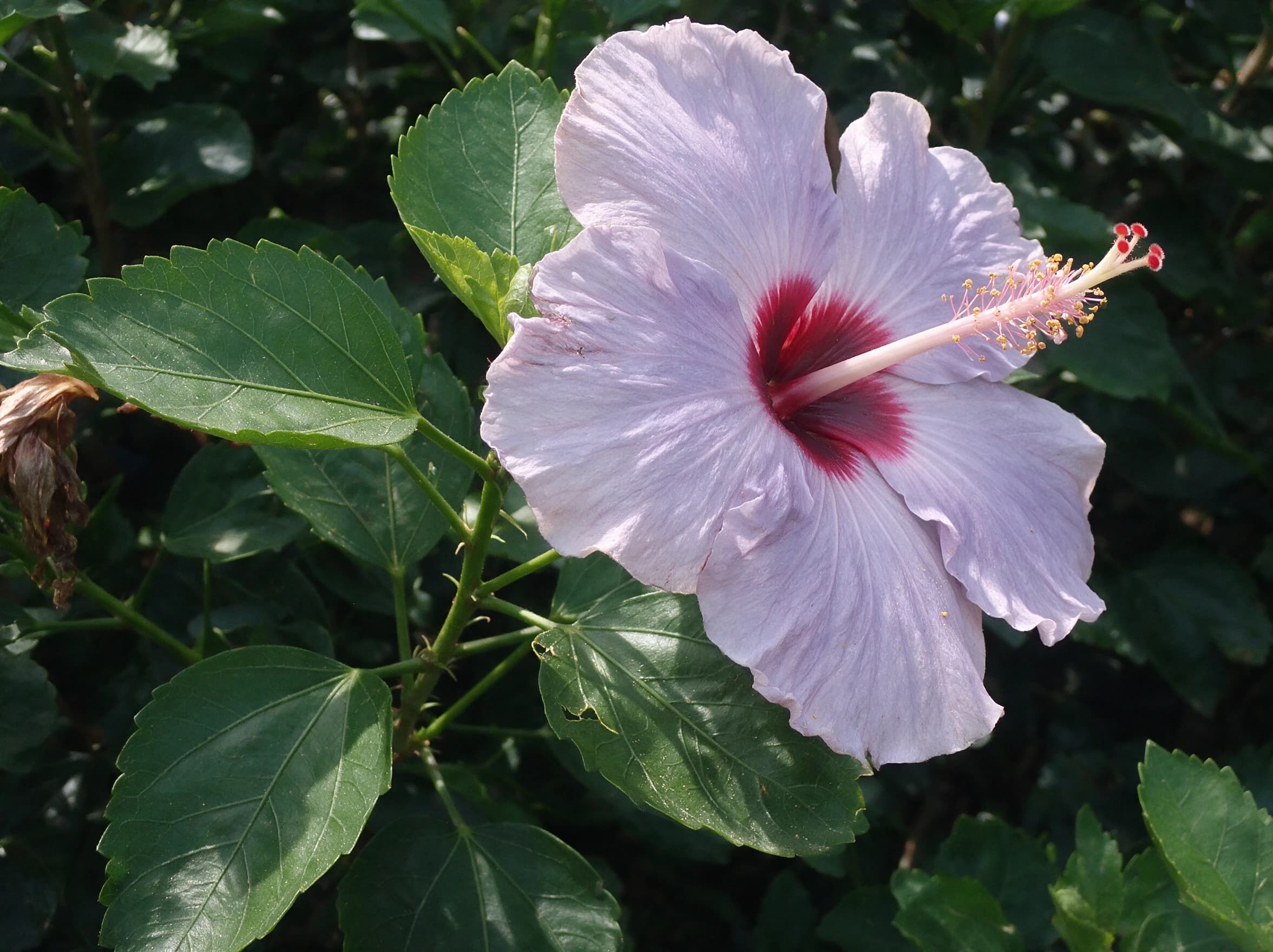היביסקוס סיני (hibiscus rosa sinensis) — תקריב פריחה, משתלת הדר נוי