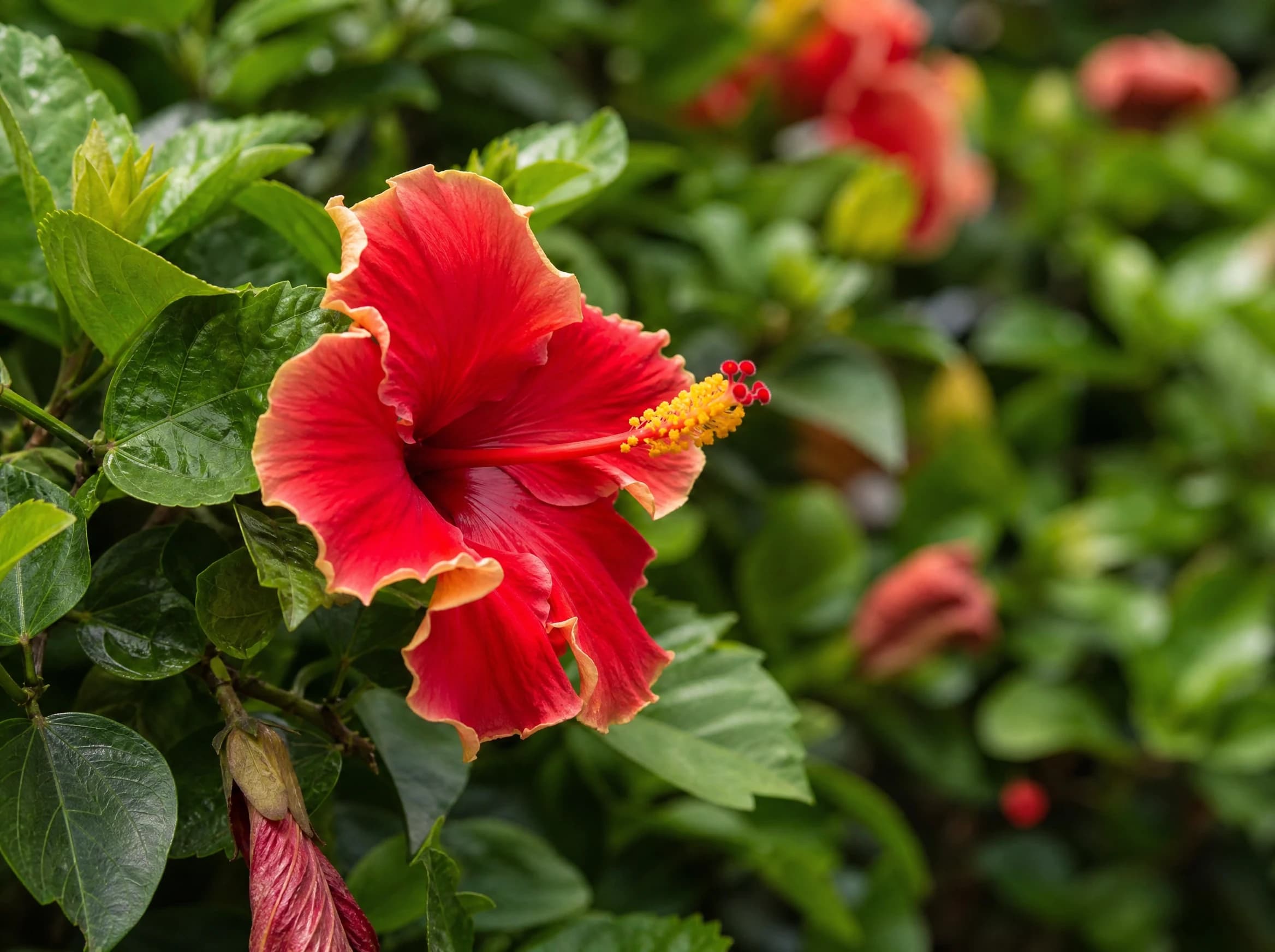היביסקוס סיני (hibiscus rosa sinensis) — תקריב פריחה, משתלת הדר נוי