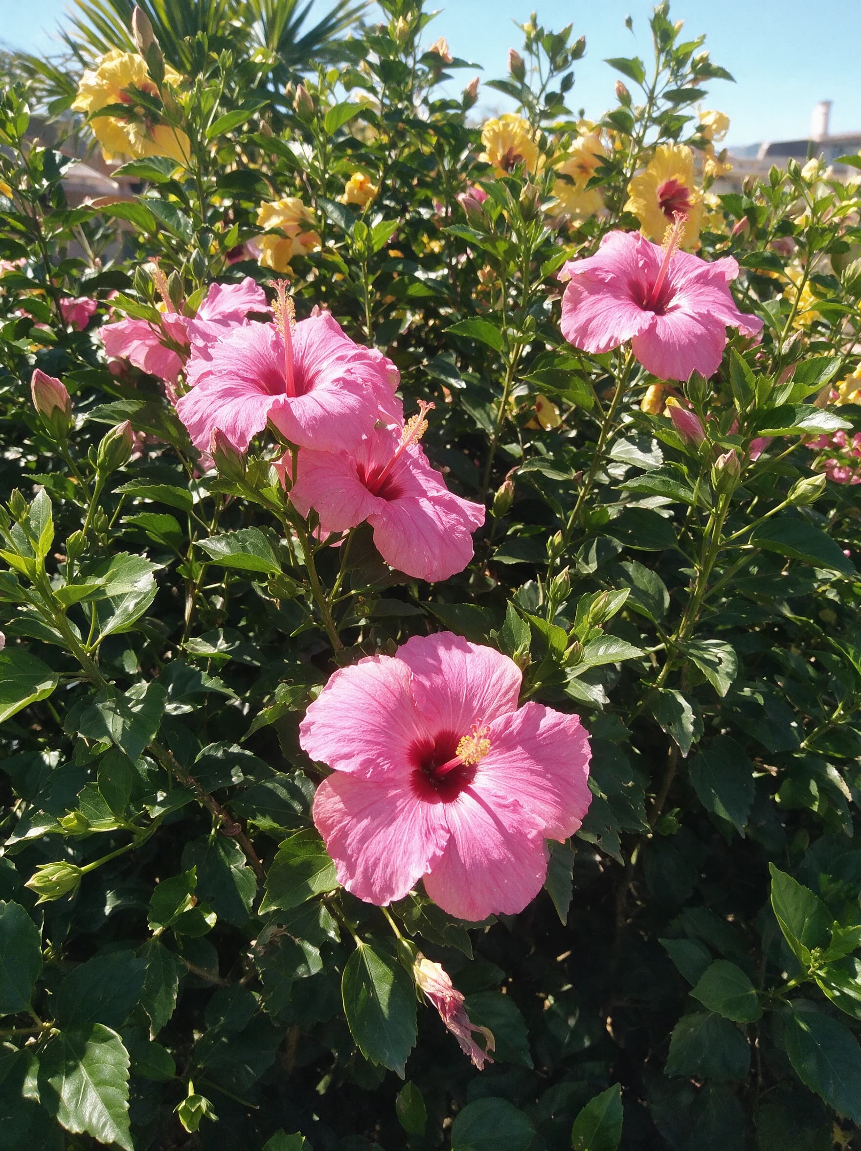 היביסקוס סיני (hibiscus rosa sinensis) — שיח היביסקוס סיני פורח בוורוד כמסך בערוגה ציבורית — מסך ירוק להסתרה, משתלת הדר נוי