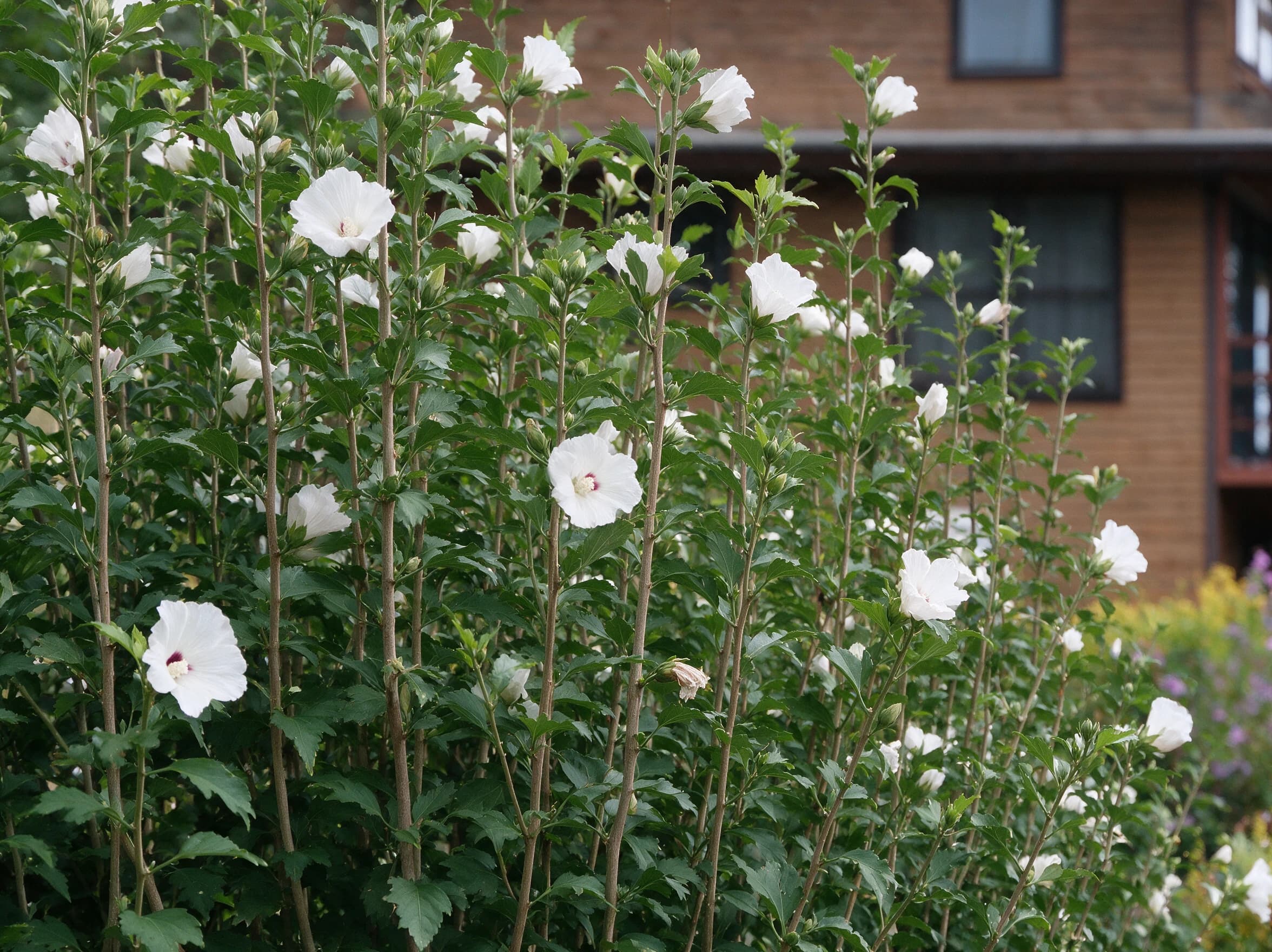 היביסקוס סורי לבן (hibiscus syriacus) — שורת היביסקוס סורי פורחת בלבן כמסך מול חזית מבנה — מסך ירוק להסתרה, משתלת הדר נוי