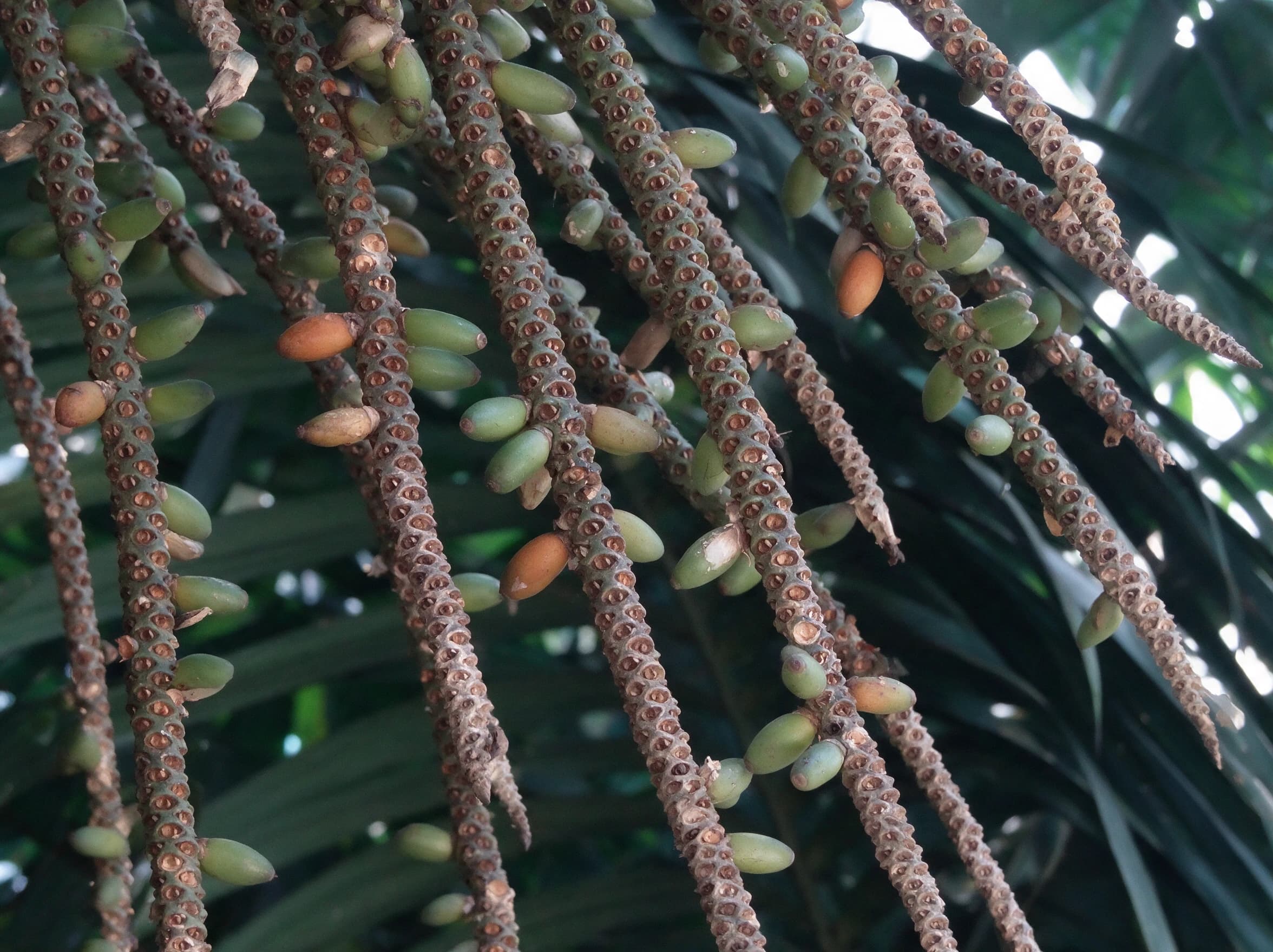 קנטיה (זוגות) (howea forsteriana) — תקריב פרי, משתלת הדר נוי