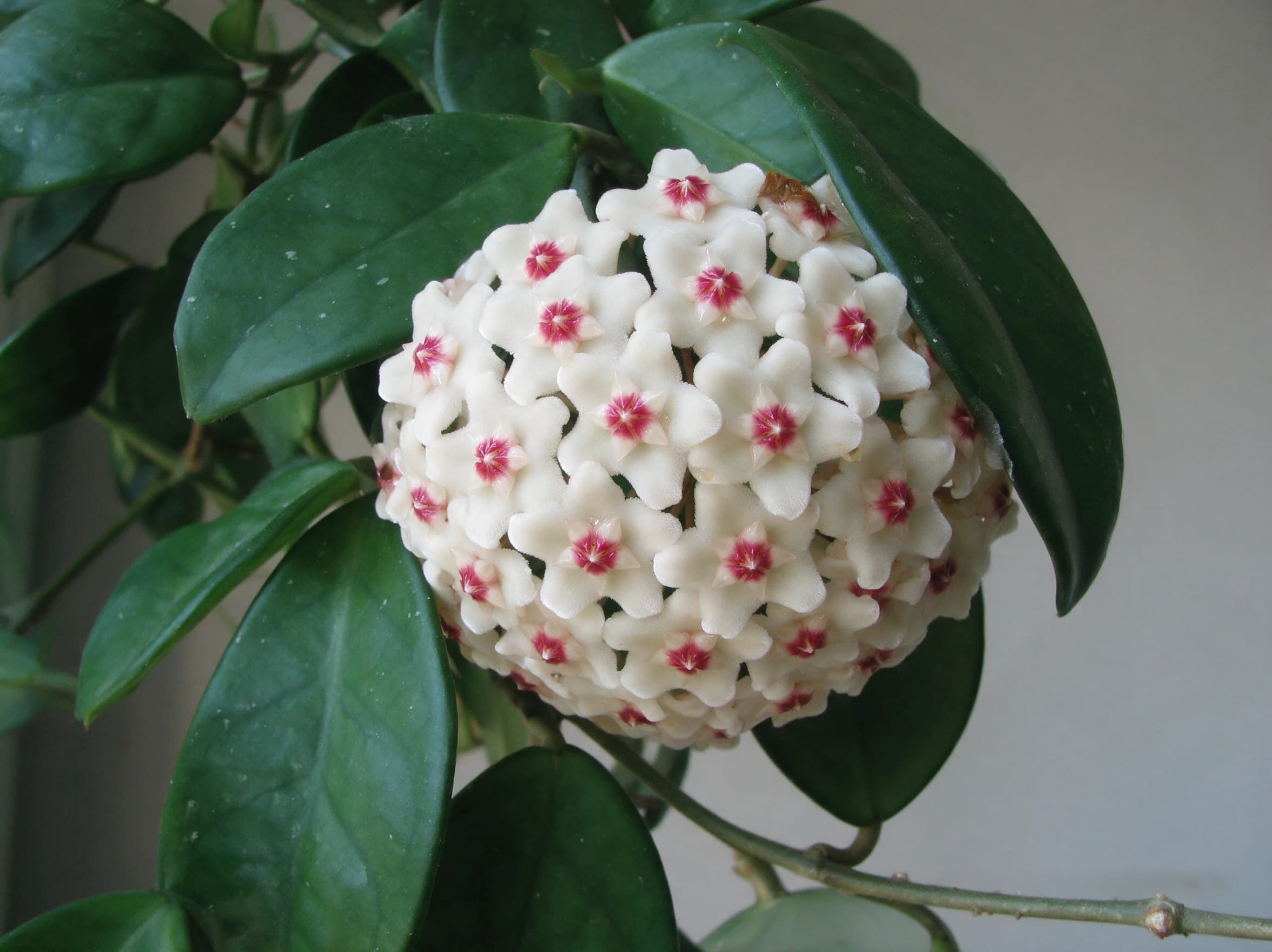 בת שבע קרנוסה (hoya carnosa) — תקריב פריחה, משתלת הדר נוי