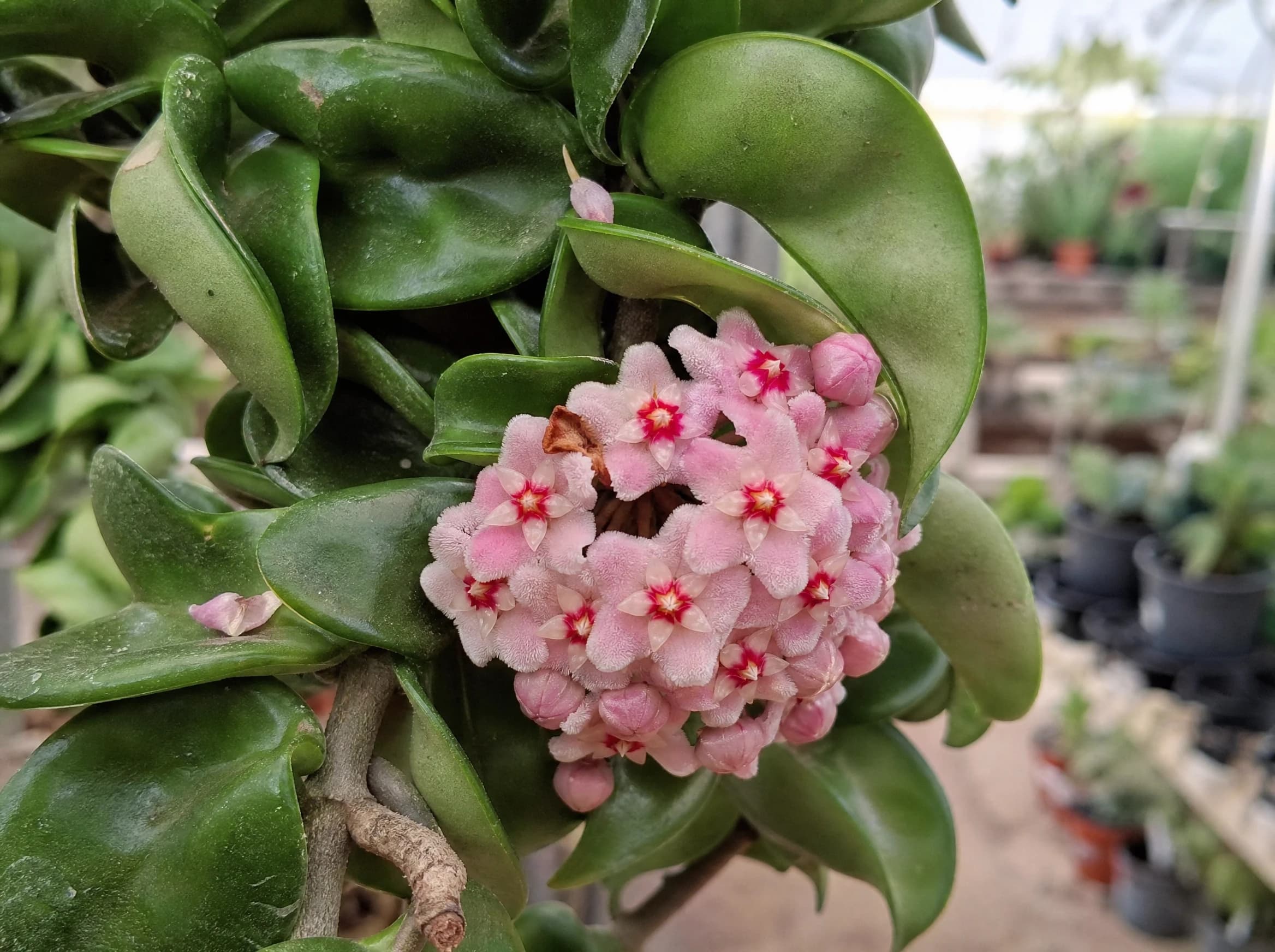 בת שבע קרנוסה (hoya carnosa) — תקריב פריחה, משתלת הדר נוי