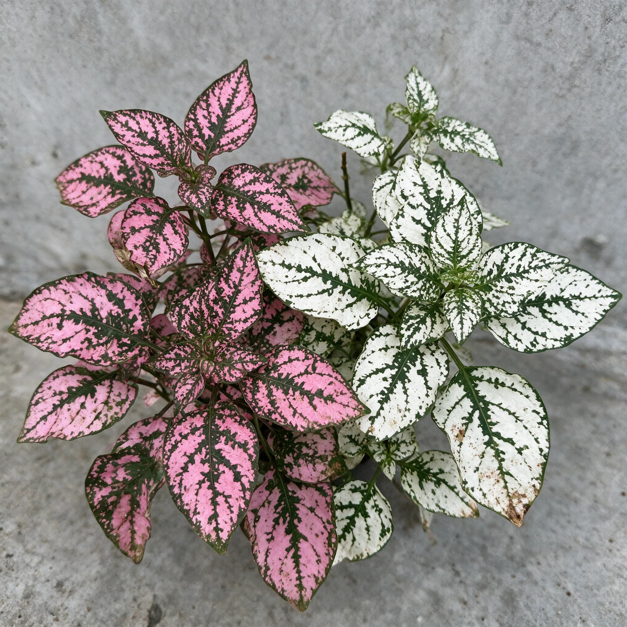 היפואסטיס מיקס (hypoestes phyllostachya) — תקריב עלים, משתלת הדר נוי