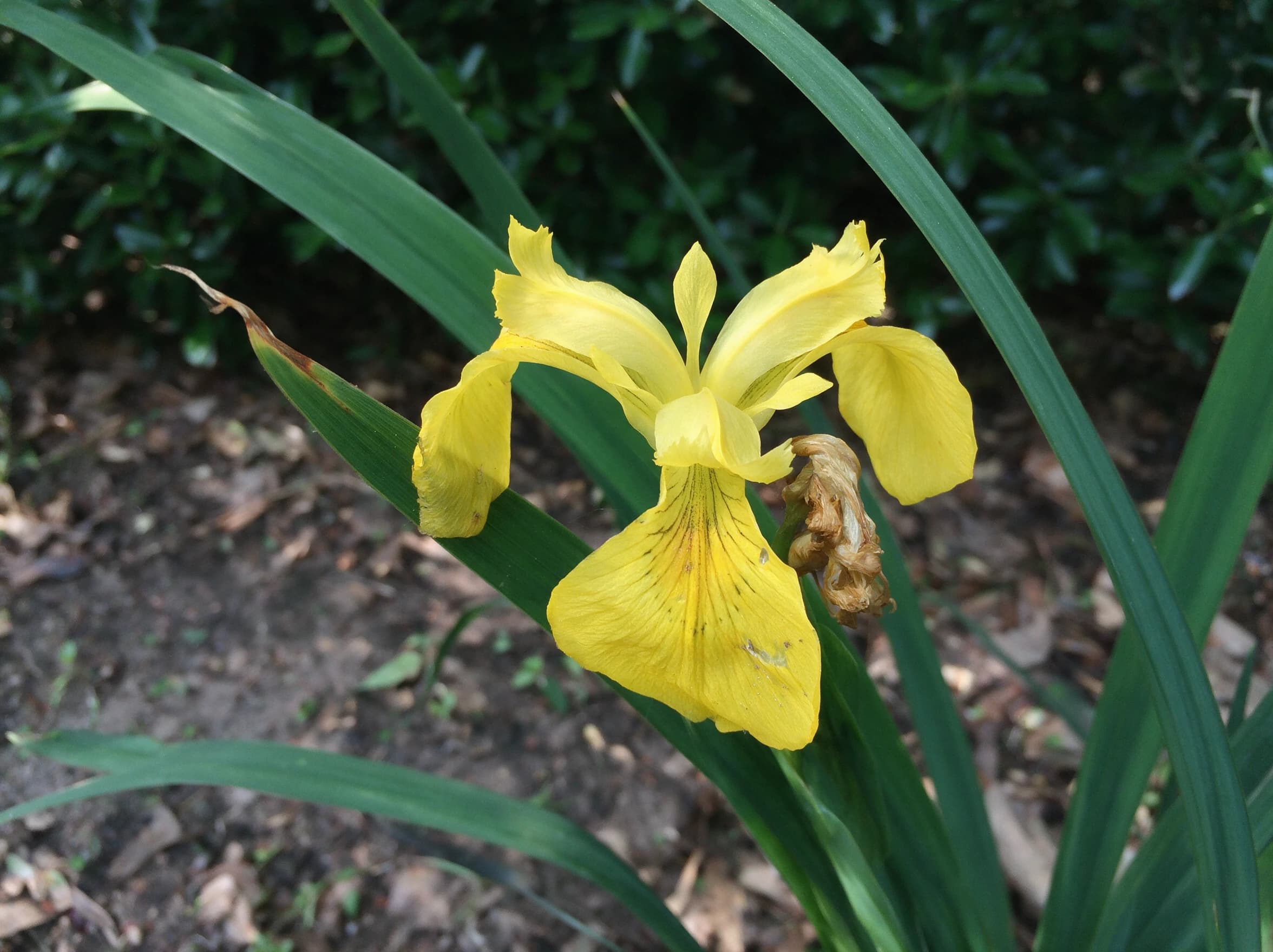 אירוס לואזיאני (מדבקה צהובה) (iris x louisiana) — תקריב פריחה, משתלת הדר נוי
