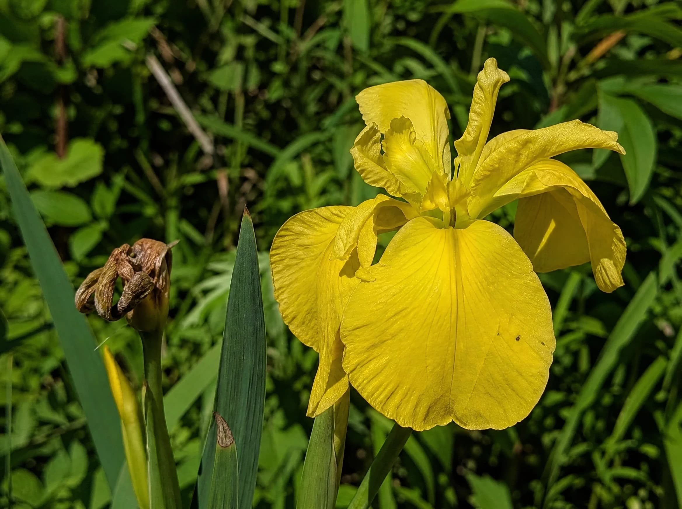 אירוס לואזיאני (מדבקה צהובה) (iris x louisiana) — תקריב פריחה, משתלת הדר נוי