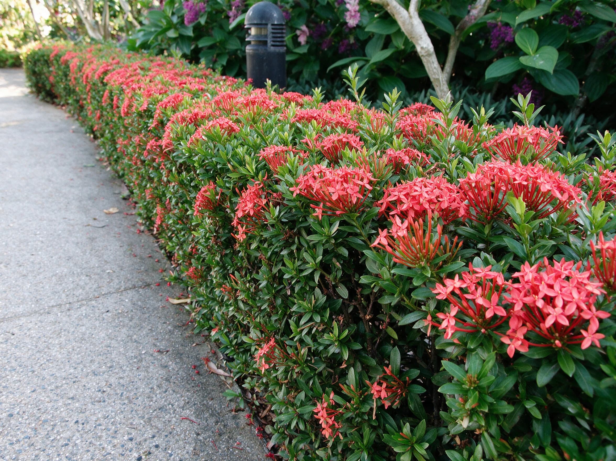 אקסורה ענק (ixora coccinea) — גדר נמוכה מגוזמת של איקסורה בתפרחות אדומות לאורך שביל — גבול ערוגה ושוליים, משתלת הדר נוי
