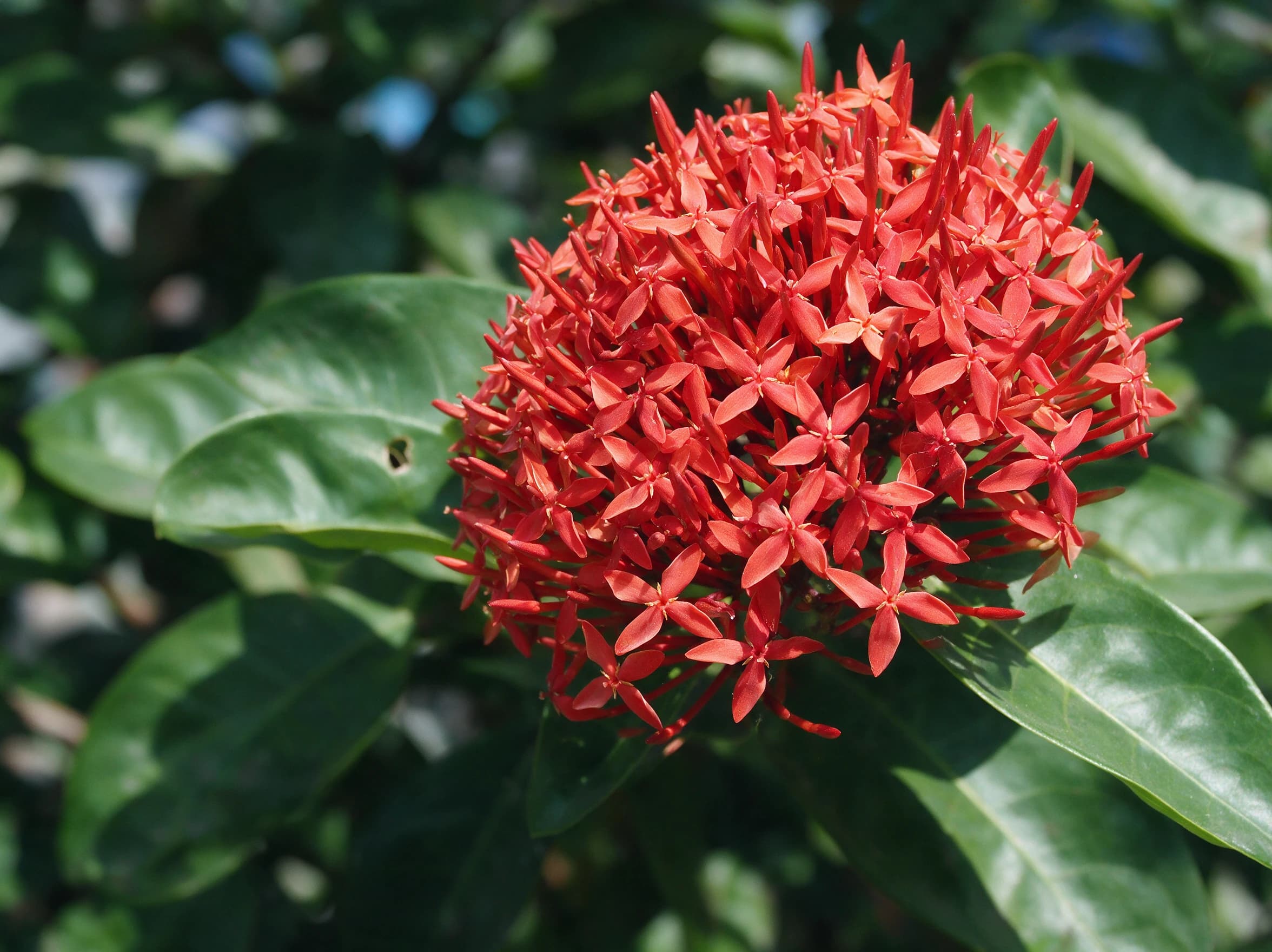 אקסורה ענק (ixora coccinea) — תקריב פריחה, משתלת הדר נוי