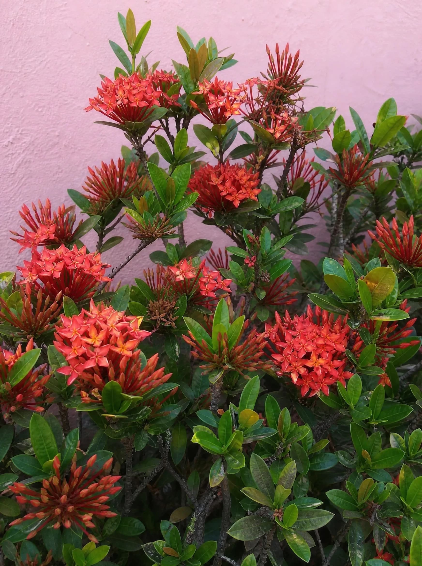 אקסורה ענק (ixora coccinea) — שיח איקסורה בתפרחות כתומות־אדומות ונצרים נחושתיים מול קיר ורוד — גדר חיה, משתלת הדר נוי