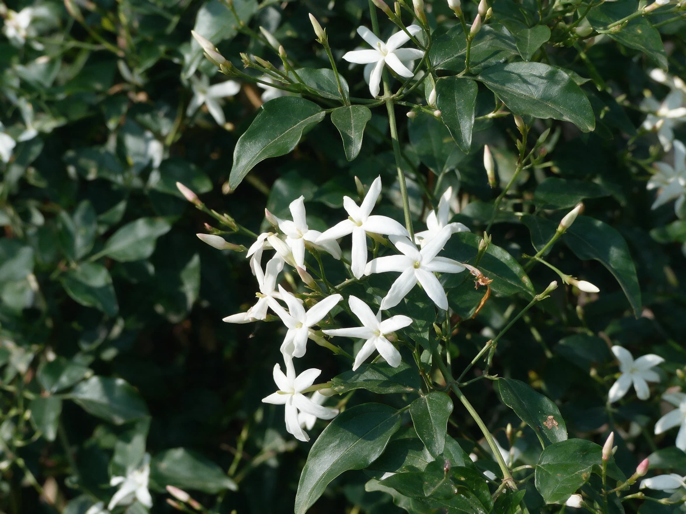 יסמין אזורי (jasminum azoricum) — תקריב פריחה, משתלת הדר נוי