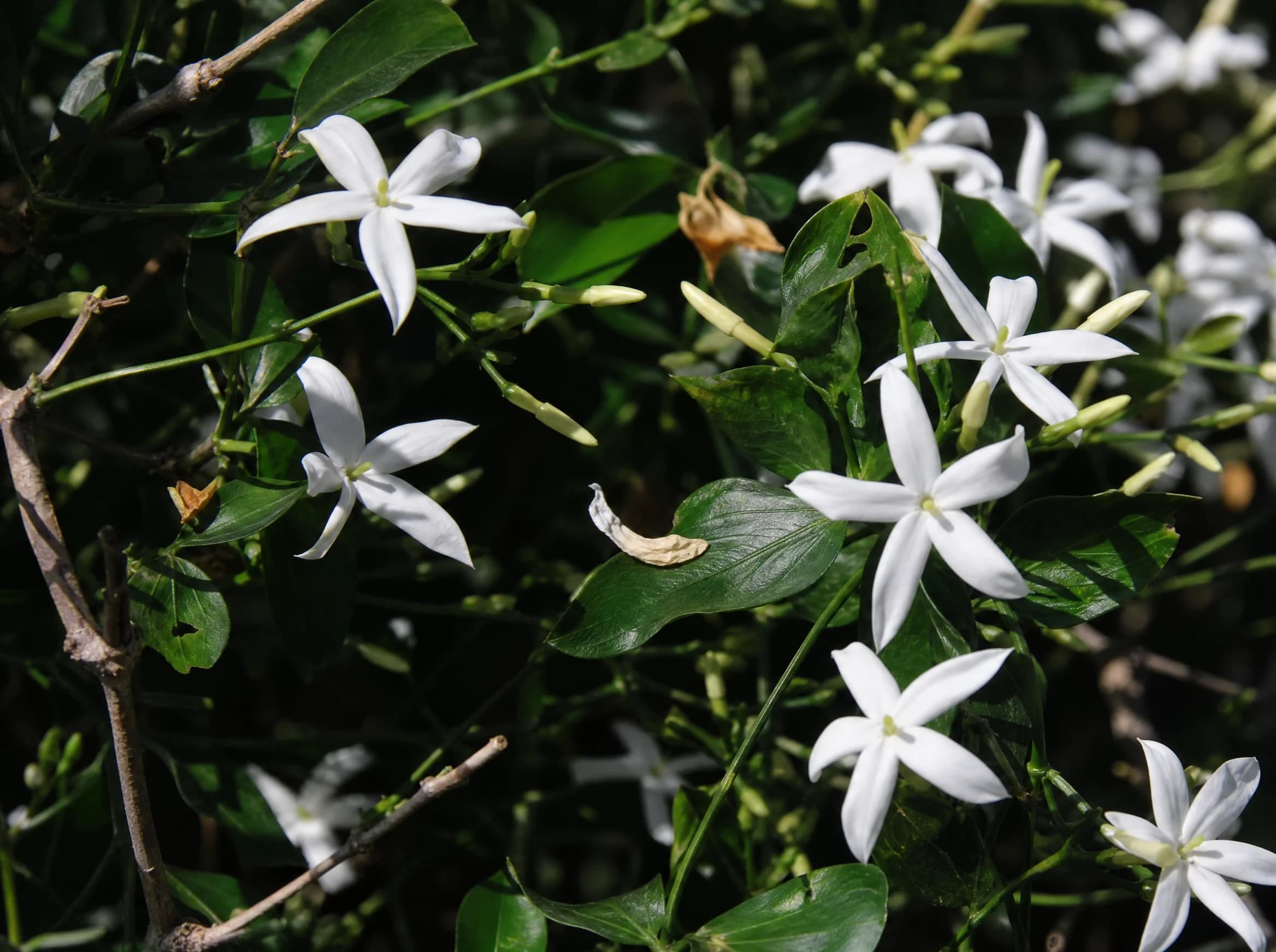 יסמין אזורי (jasminum azoricum) — תקריב פריחה, משתלת הדר נוי