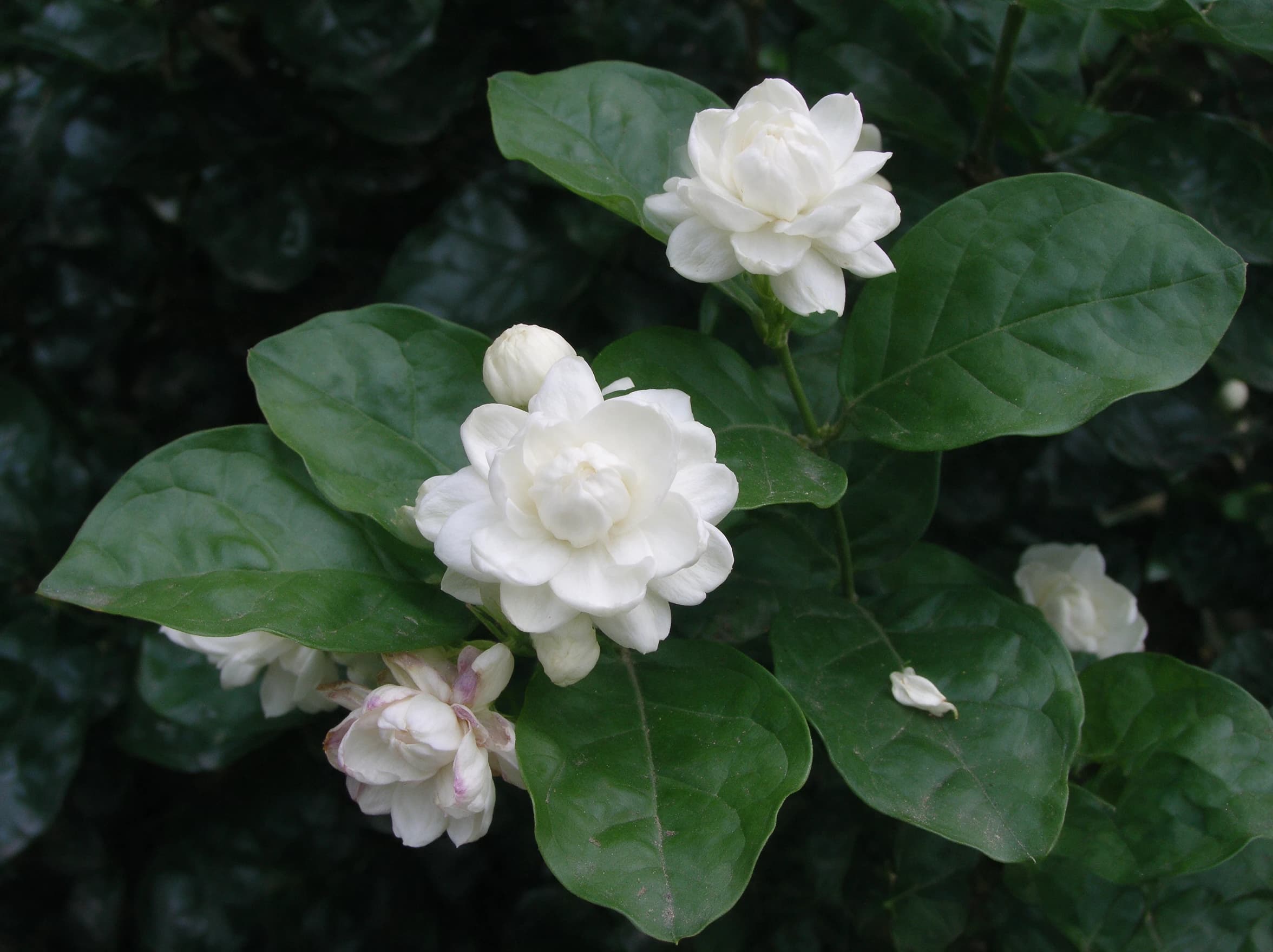יסמין סמבק (jasminum sambac) — תקריב פריחה, משתלת הדר נוי
