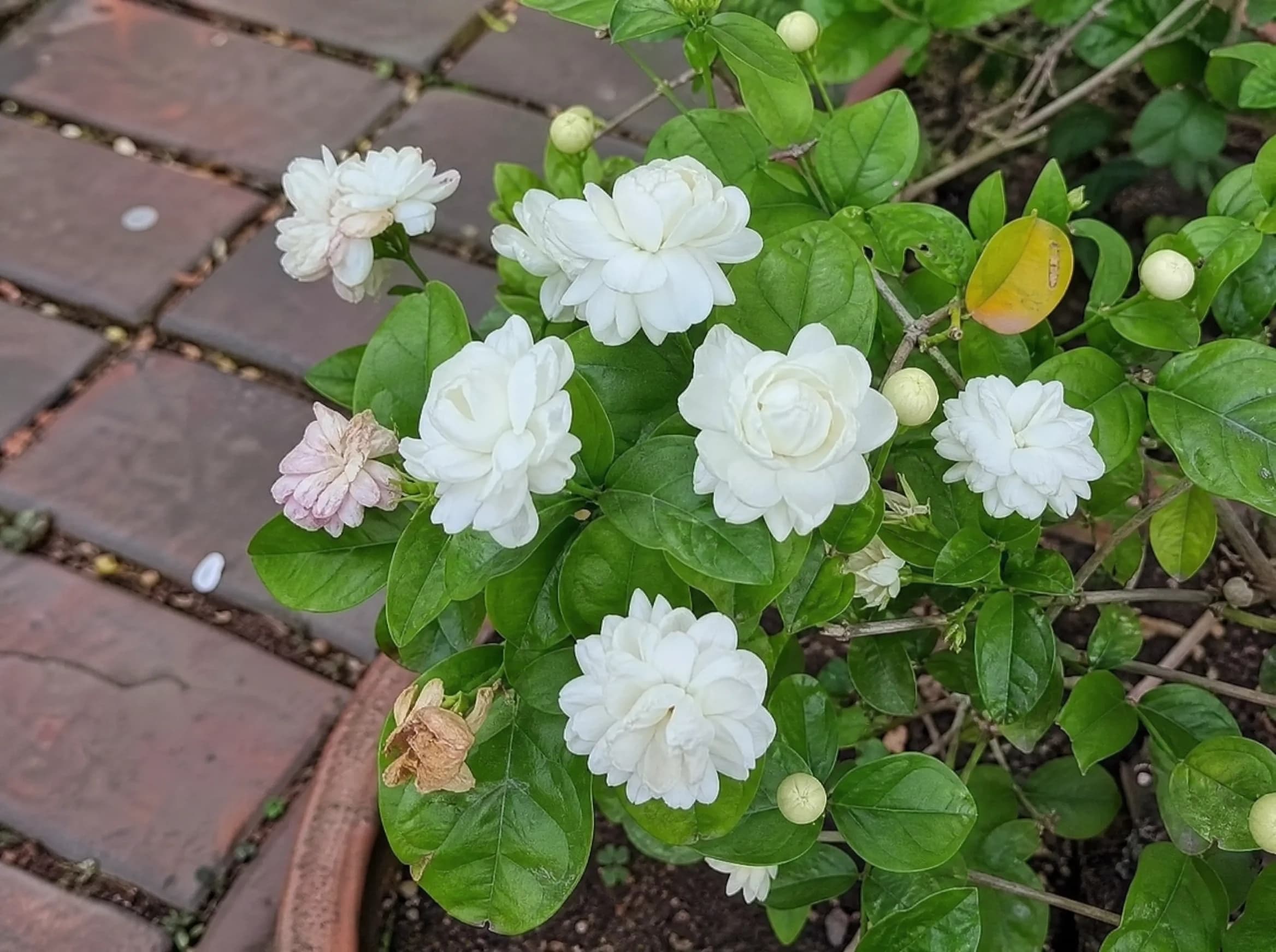 יסמין סמבק (jasminum sambac) — תקריב פריחה, משתלת הדר נוי