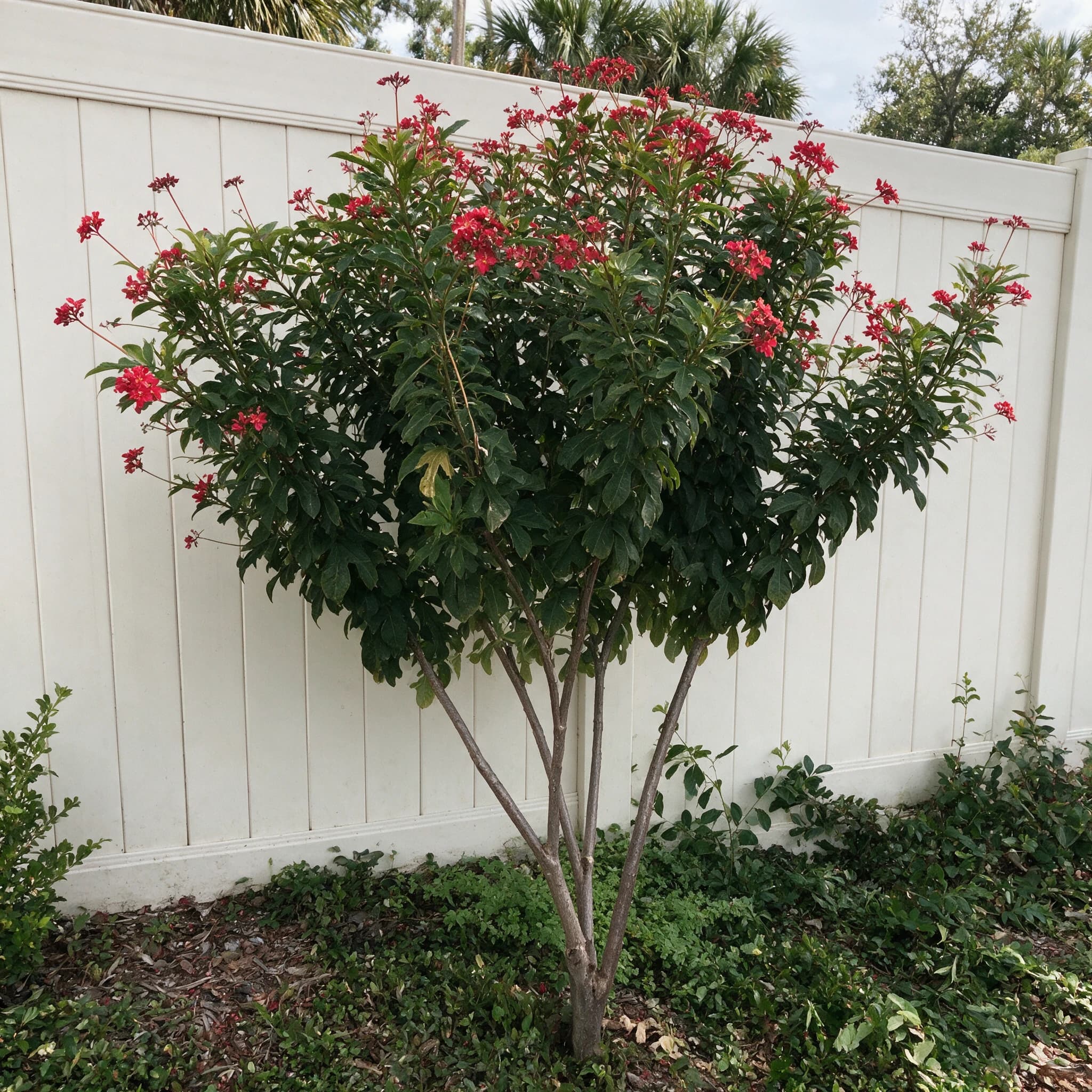 יטרופה תמימה אדומה (jatropha integerrima) — עץ קטן מגובה בגזעים אחדים ופרחים אדומים מול גדר פרטיות לבנה — צמח מבטא בגינה, משתלת הדר נוי