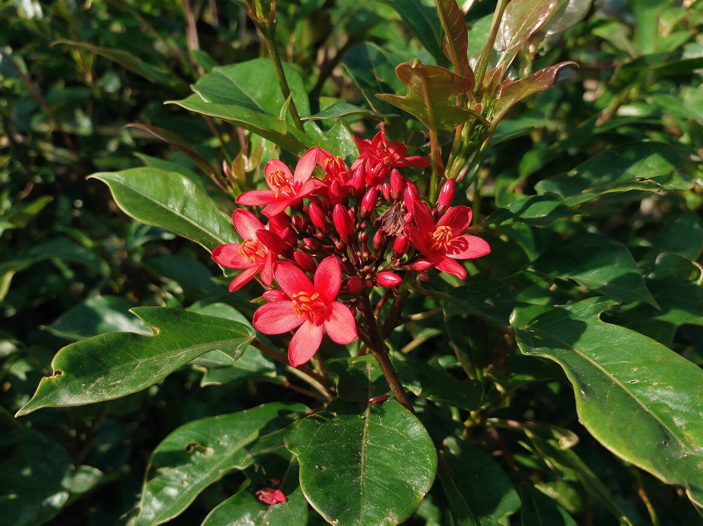 יטרופה תמימה אדומה (jatropha integerrima) — תקריב פריחה, משתלת הדר נוי