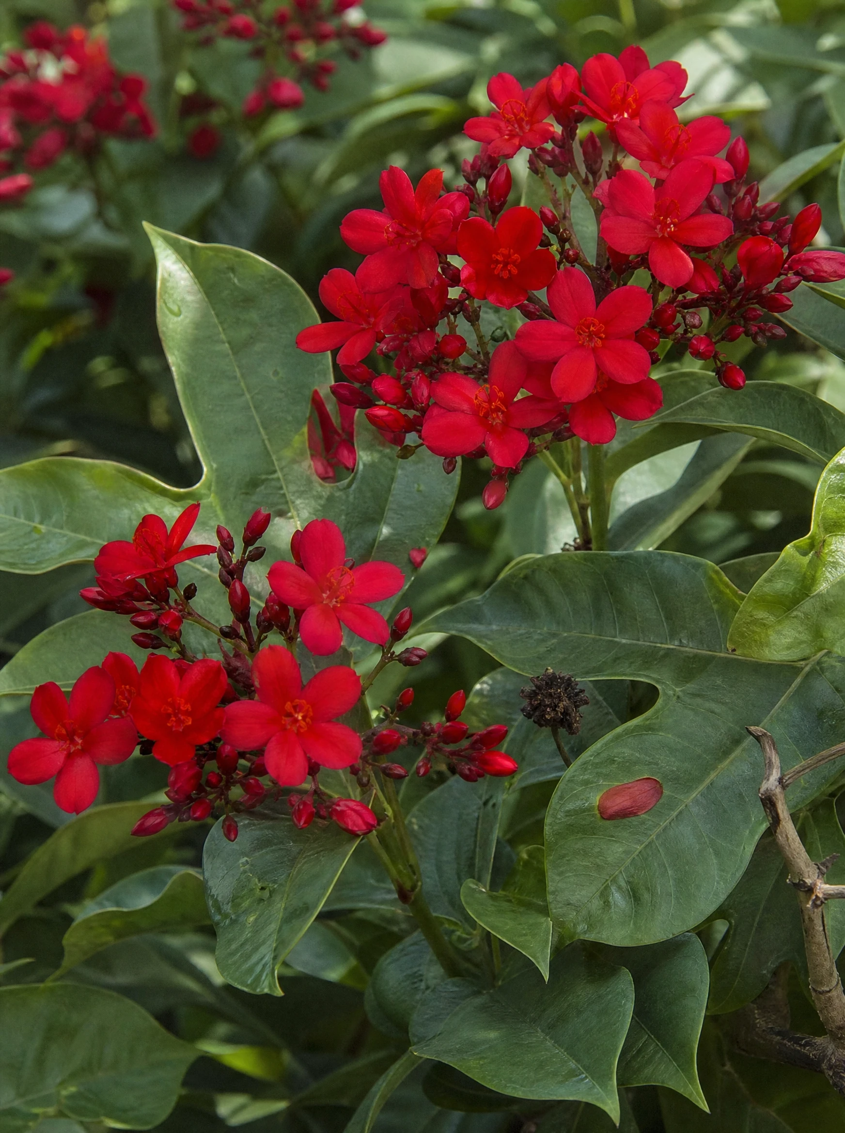 יטרופה תמימה אדומה (jatropha integerrima) — תקריב פריחה, משתלת הדר נוי