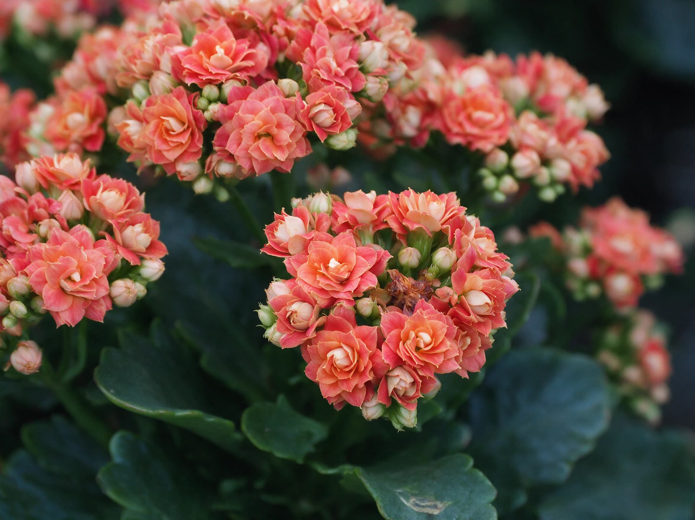 ניצנית קלנדיבה (kalanchoe blossfeldiana calandiva) — תקריב פריחה, משתלת הדר נוי