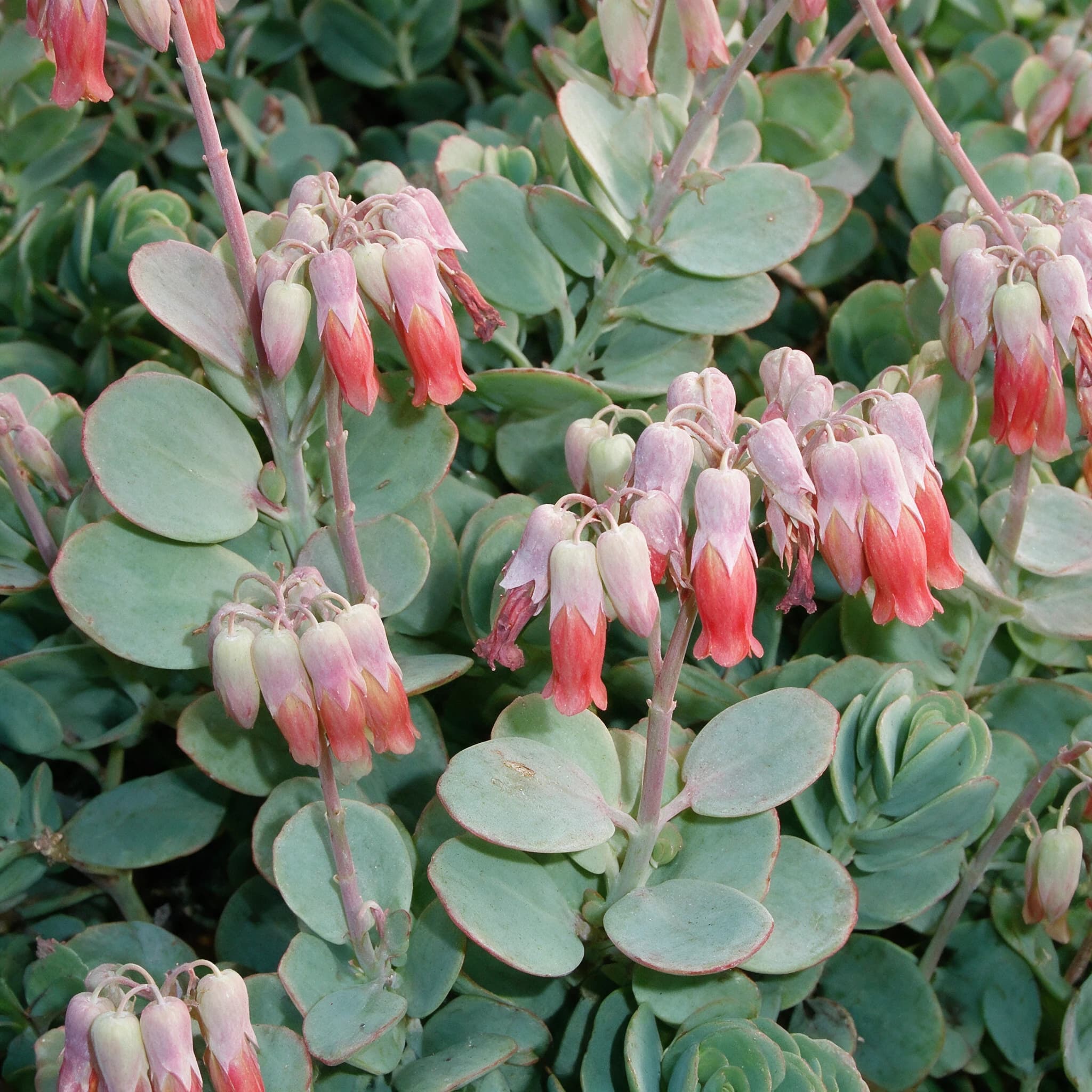 ניצנית מריניאנה (kalanchoe marnieriana) — תקריב פריחה, משתלת הדר נוי