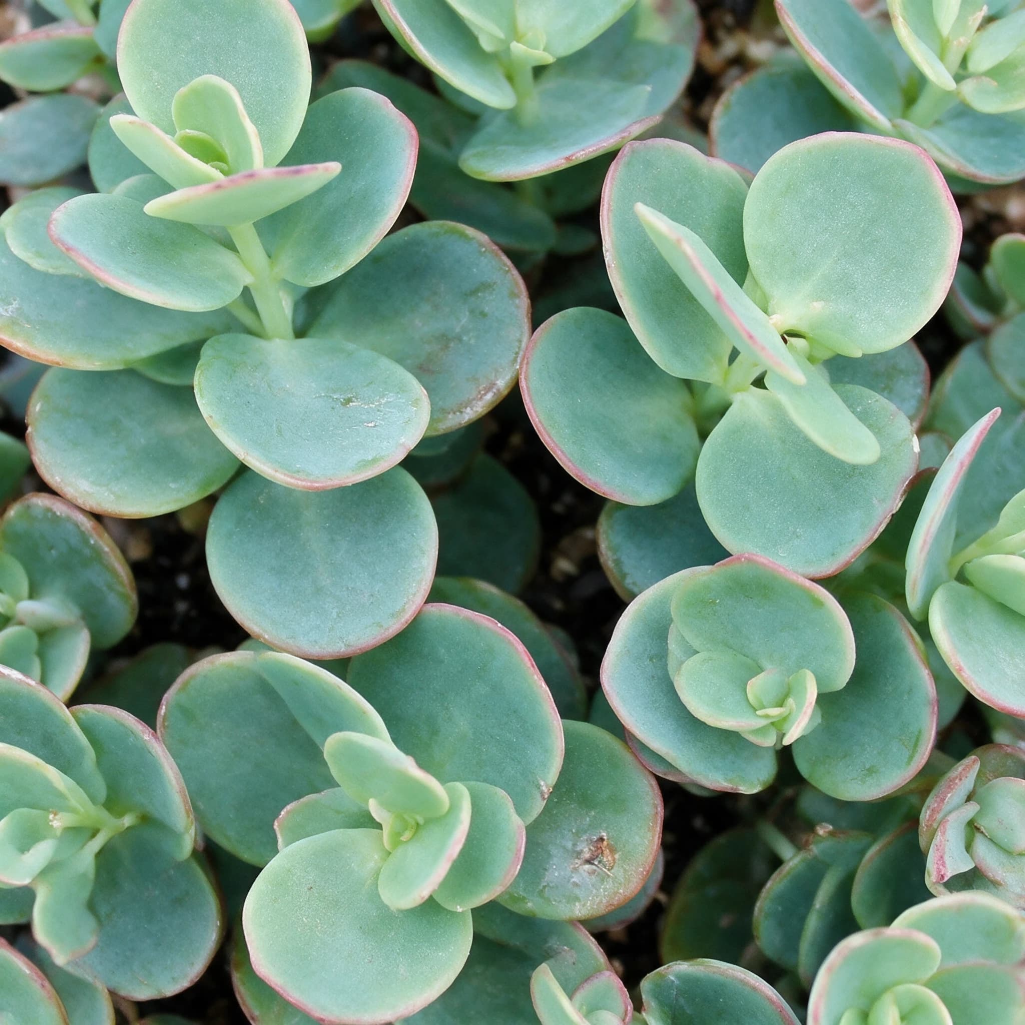 ניצנית מריניאנה (kalanchoe marnieriana) — תקריב עלים, משתלת הדר נוי