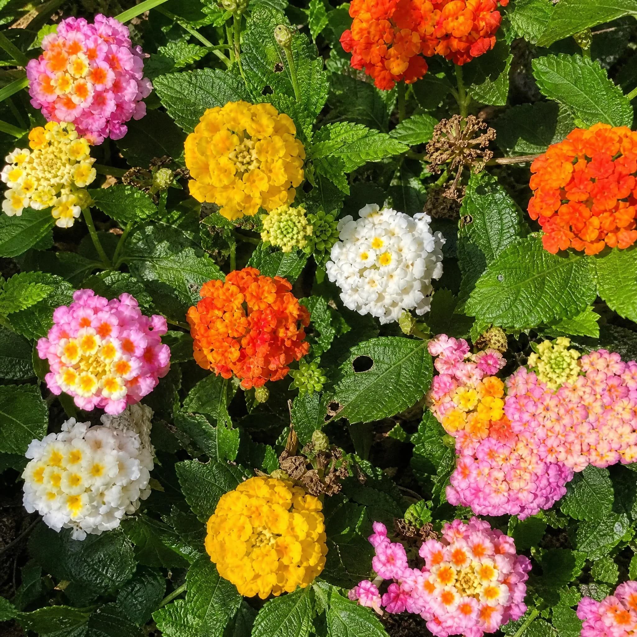 לנטנה ננסית מיקס צבעים (lantana camara) — תקריב פריחה, משתלת הדר נוי