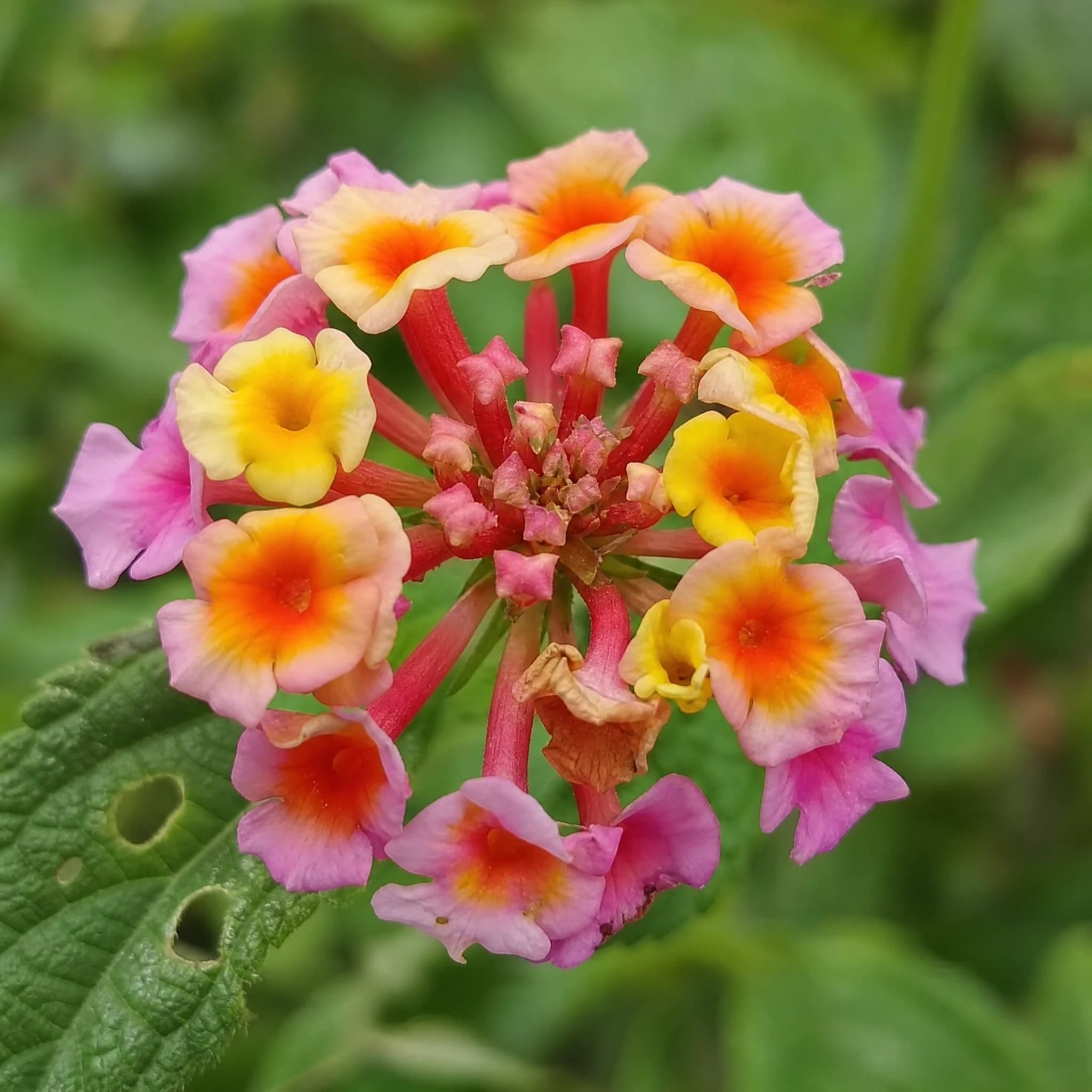 לנטנה ננסית מיקס צבעים (lantana camara) — תקריב פריחה, משתלת הדר נוי