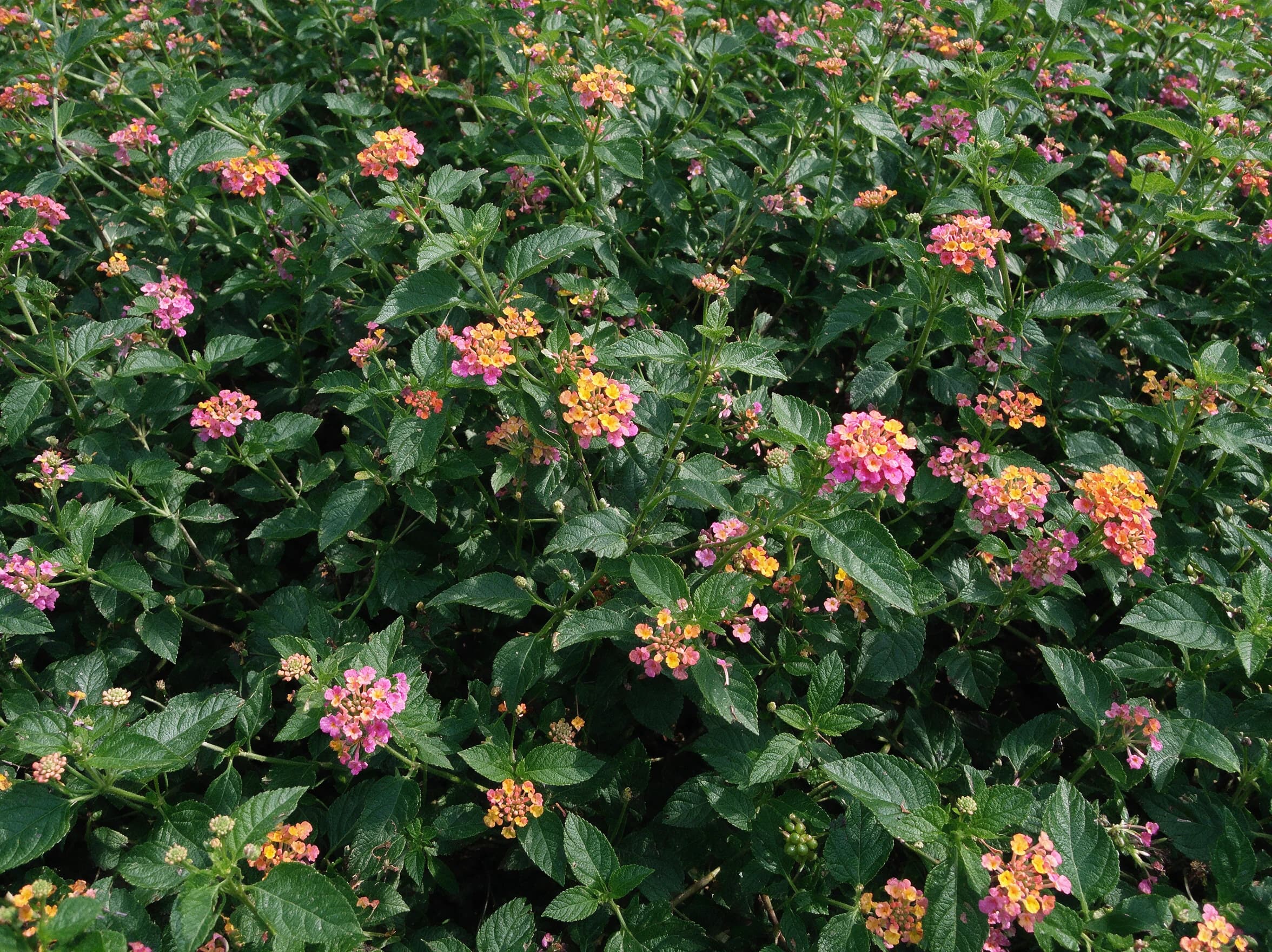 לנטנה ננסית מיקס צבעים (lantana camara) — ערוגה צפופה של לנטנה בתפרחות רב־גוניות בכתום ורוד וצהוב — שתילה במסה, משתלת הדר נוי