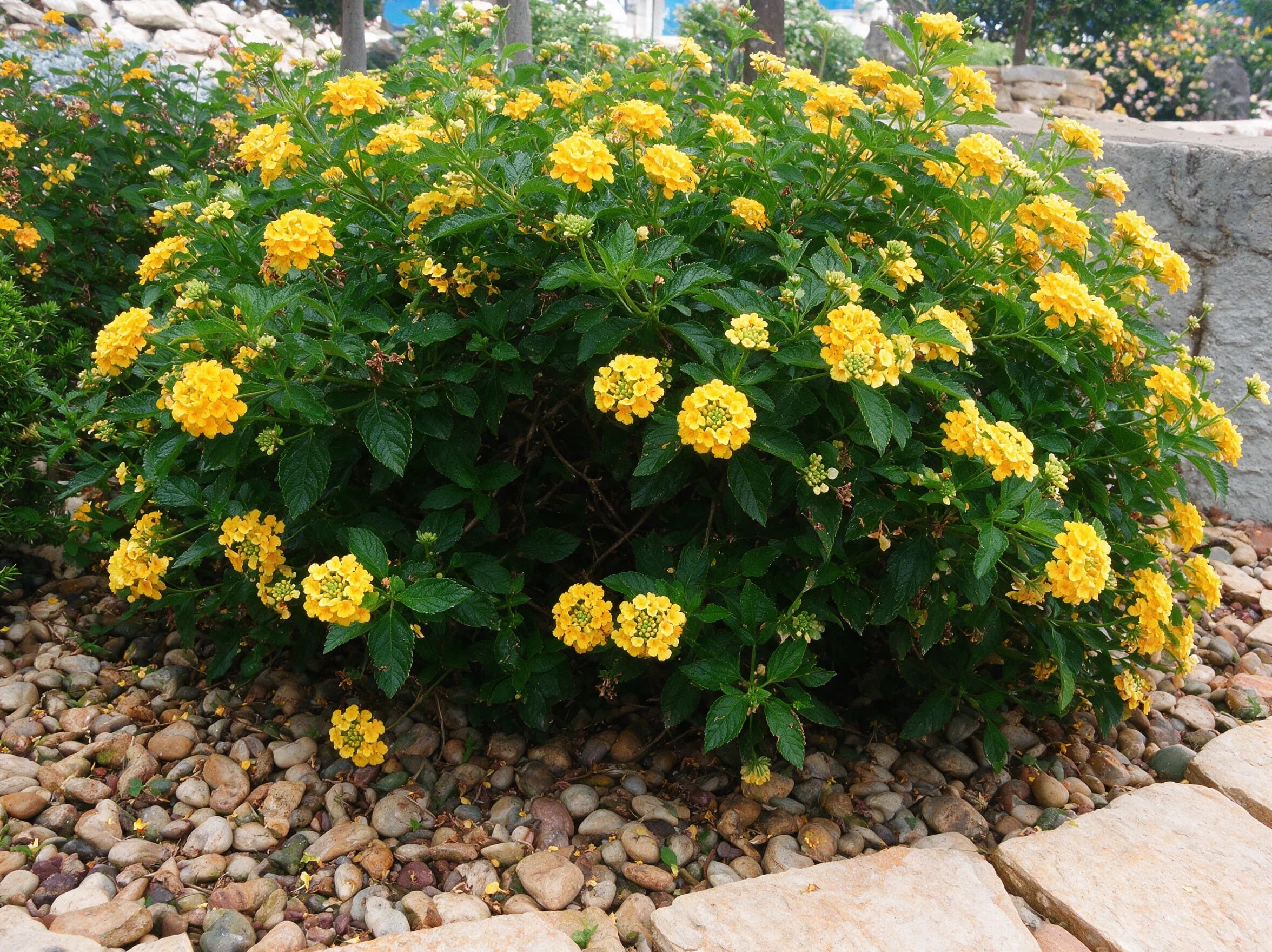 לנטנה ננסית מיקס צבעים (lantana camara) — תלולית לנטנה צהובה פורחת בערוגת חלוקים ואבני מדרך — גינת סלעים, משתלת הדר נוי