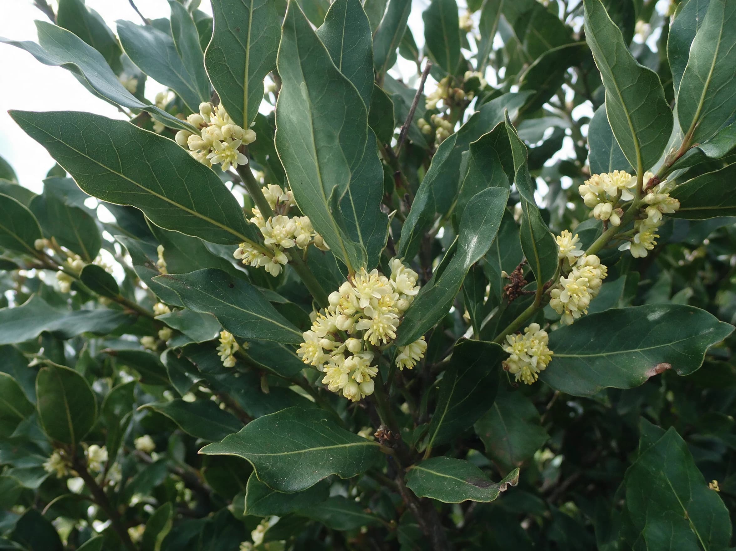ער אציל (עלי דפנה) (laurus nobilis) — תקריב פריחה, משתלת הדר נוי