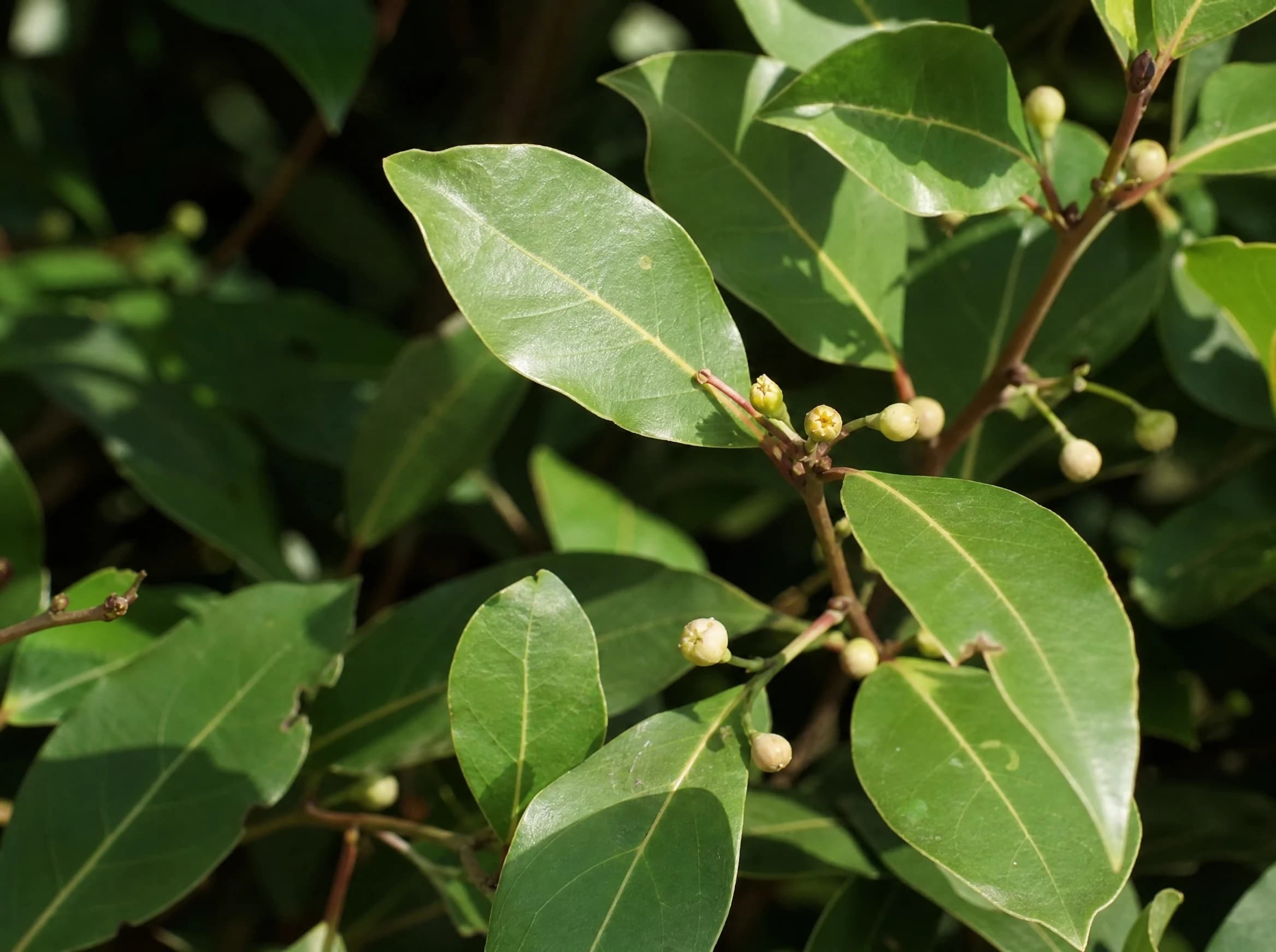 ער אציל (עלי דפנה) (laurus nobilis) — תקריב עלים, משתלת הדר נוי