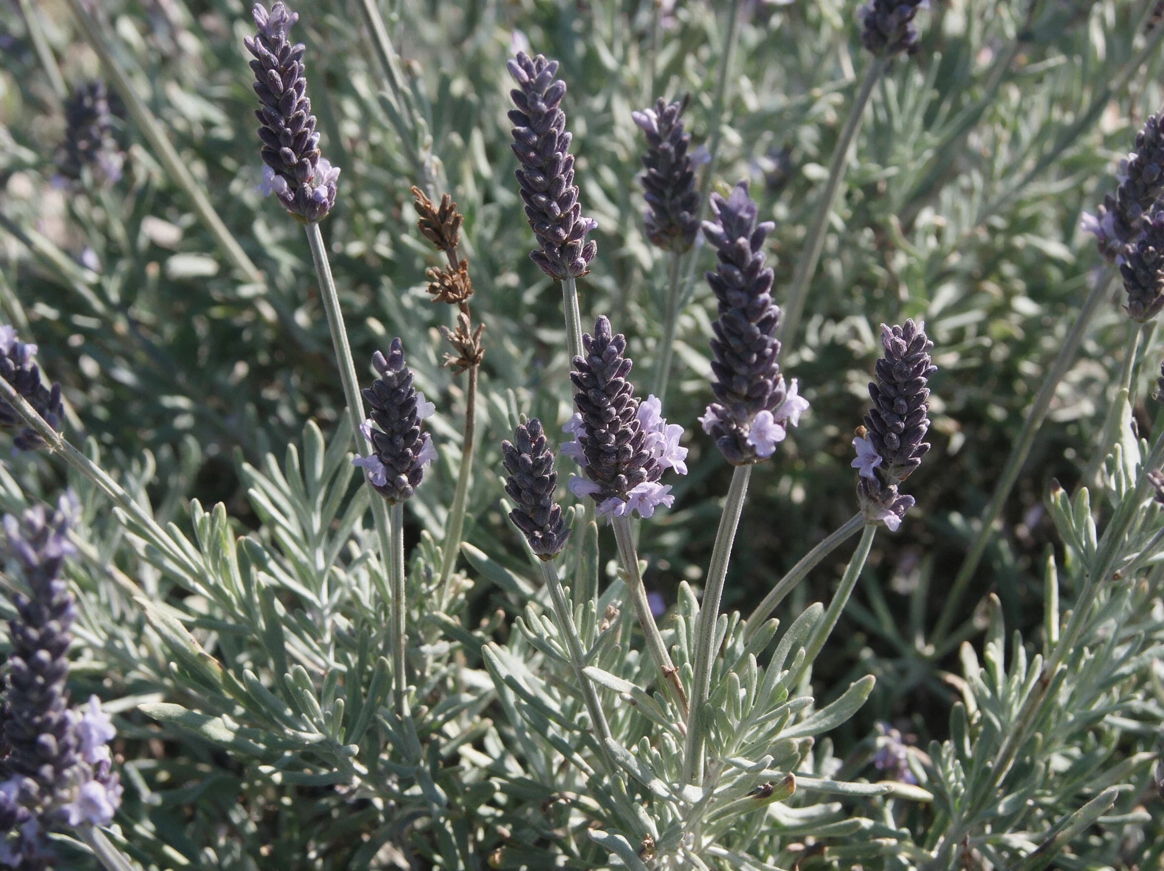לבנדר קנרי (lavandula canariensis) — תקריב פריחה, משתלת הדר נוי