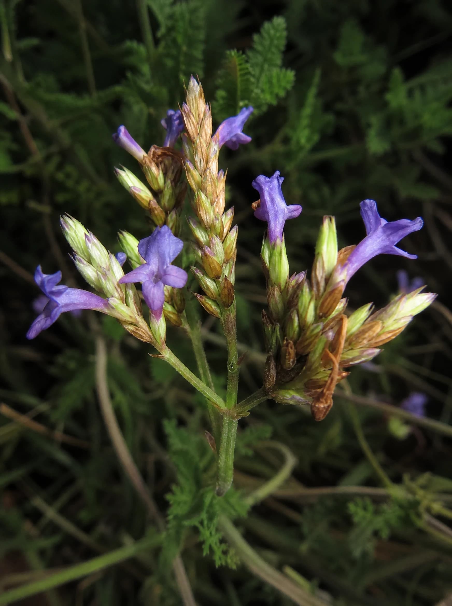 לבנדר קנרי (lavandula canariensis) — תקריב פריחה, משתלת הדר נוי