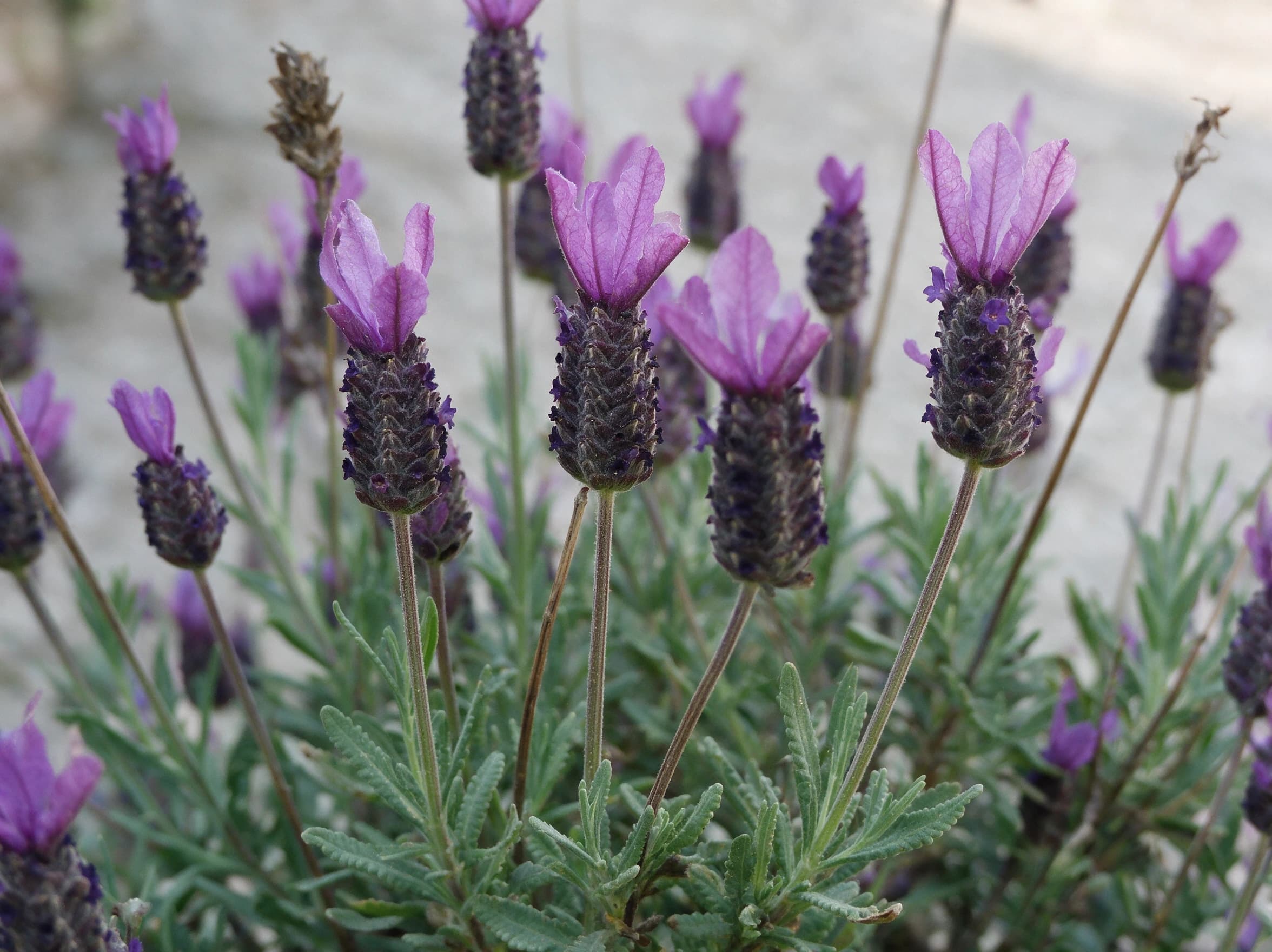 לבנדר משונן (lavandula dentata) — תקריב פריחה, משתלת הדר נוי
