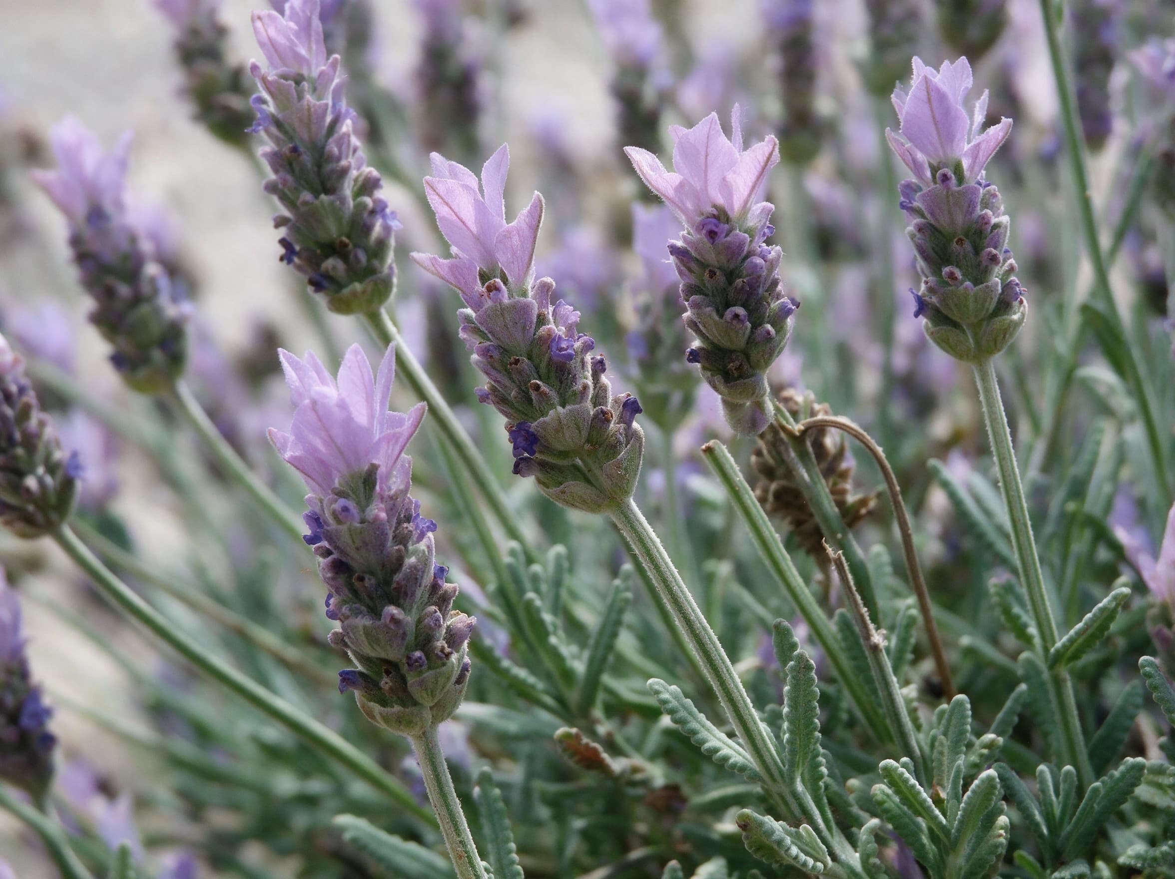 לבנדר משונן (lavandula dentata) — תקריב פריחה, משתלת הדר נוי