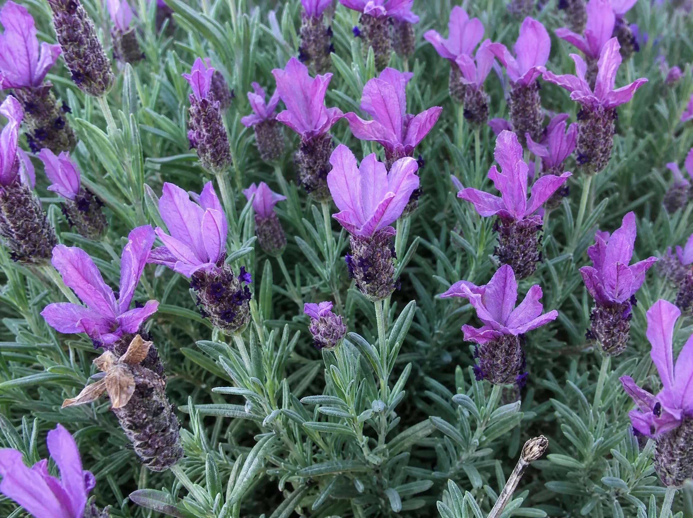 לבנדר משונן (lavandula dentata) — תקריב פריחה, משתלת הדר נוי