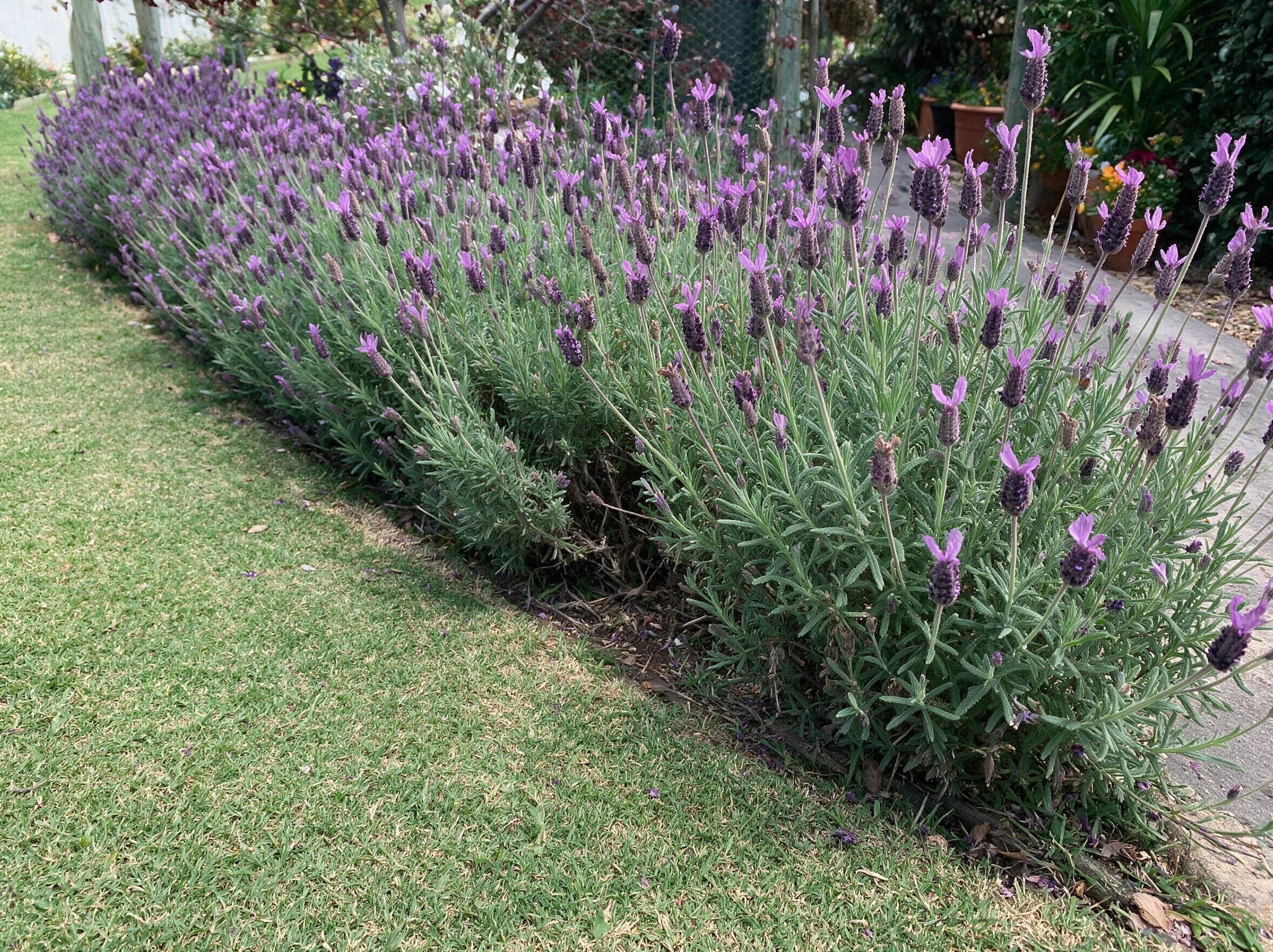 לבנדר משונן (lavandula dentata) — שורת לבנדר משונן ארוכה בפריחה סגולה על שפת מדשאה — גדר חיה, משתלת הדר נוי