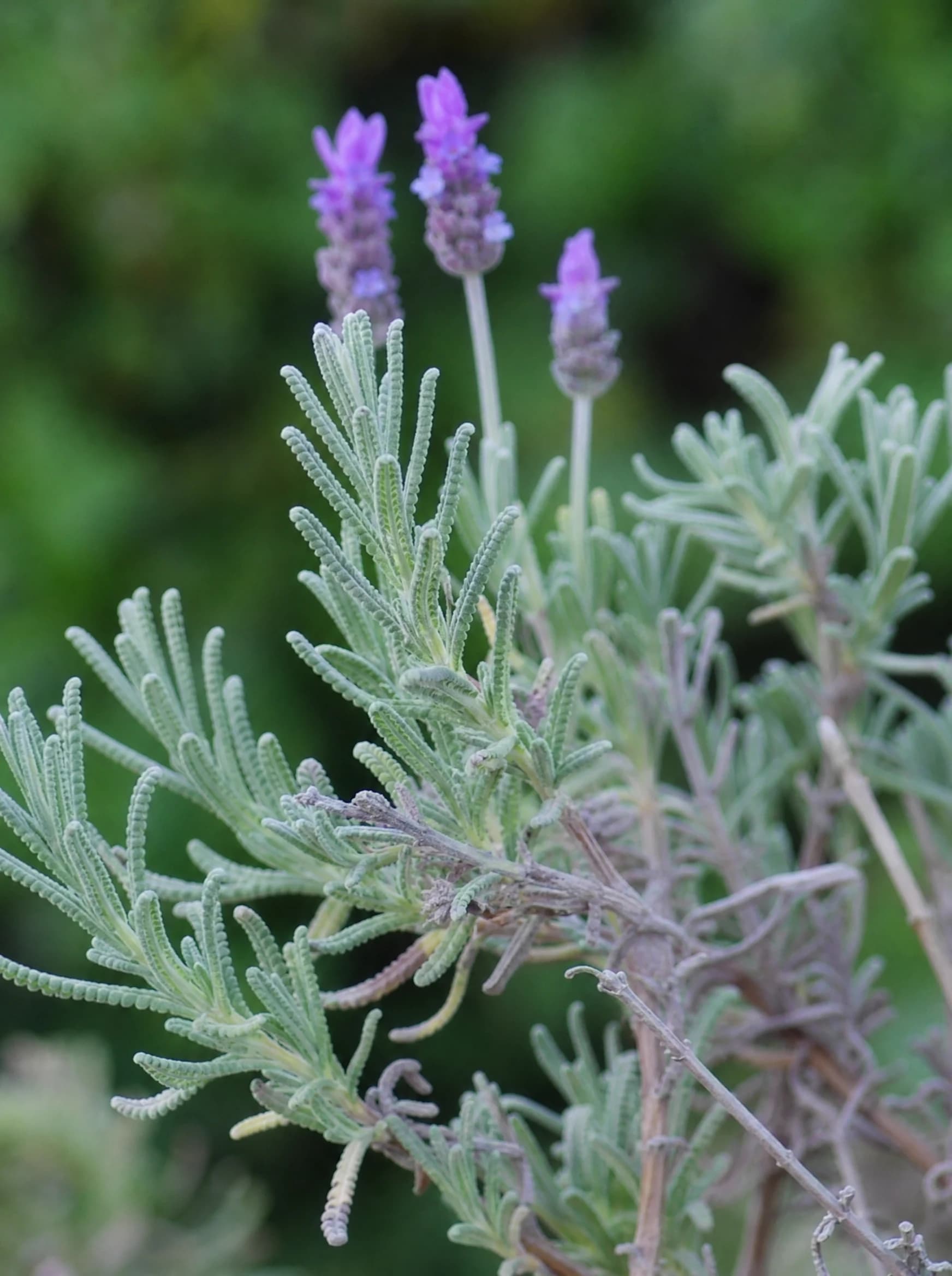 לבנדר משונן (lavandula dentata) — תקריב עלים, משתלת הדר נוי