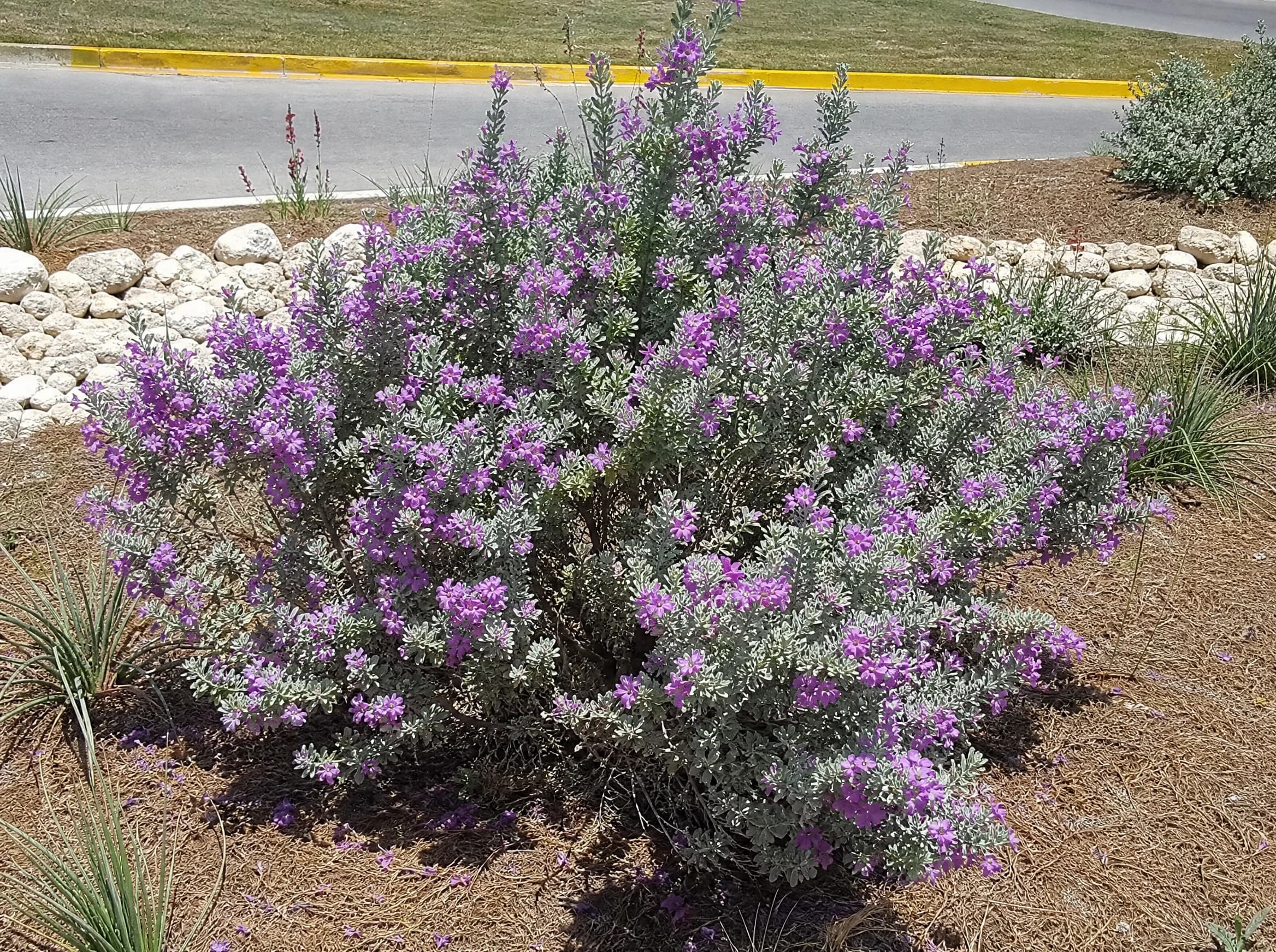 ליקופיליום עדן (leucophyllum frutescens) — שיח כסוף פורח בסגול בערוגת חלוקים לצד שפת כביש — צמח מבטא בגינה, משתלת הדר נוי