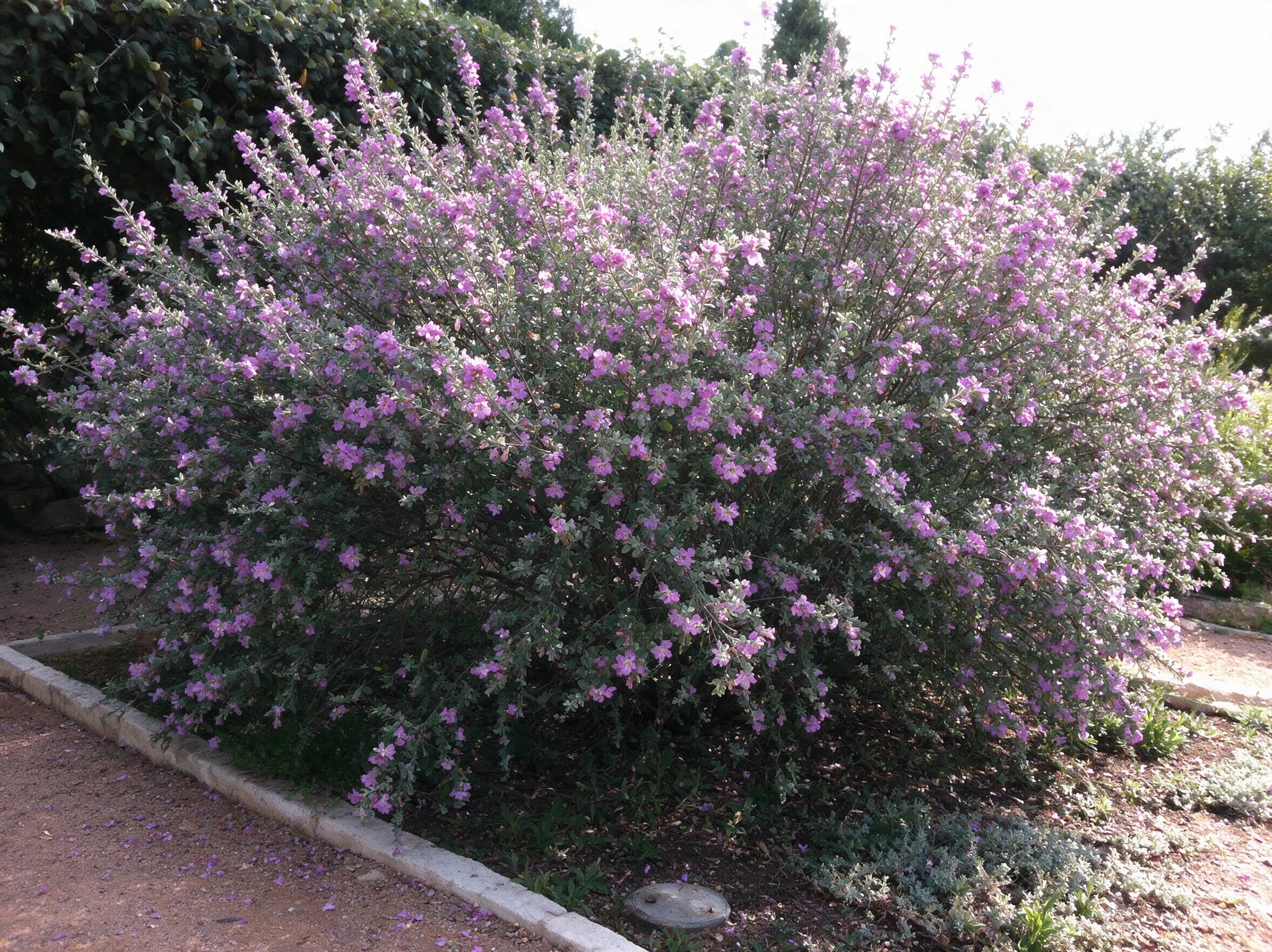 ליקופיליום עדן (leucophyllum frutescens) — שיח כסוף גדול ועגול בשיא הפריחה הסגולה לצד שביל חצץ — צמח מבטא בגינה, משתלת הדר נוי