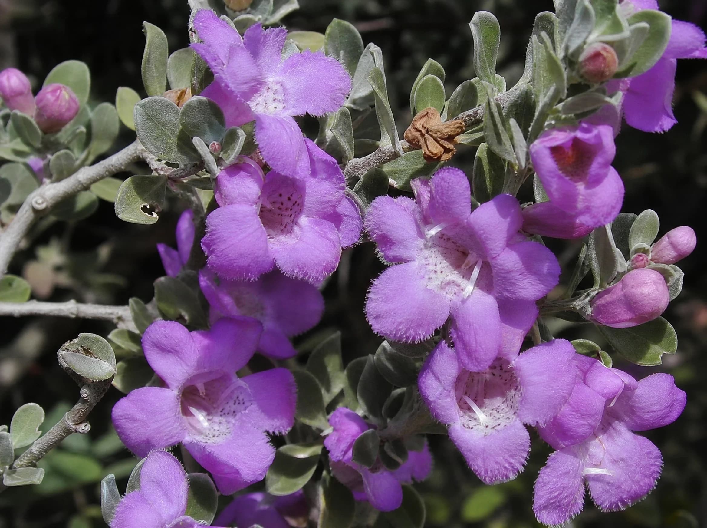 ליקופיליום עדן (leucophyllum frutescens) — תקריב פריחה, משתלת הדר נוי
