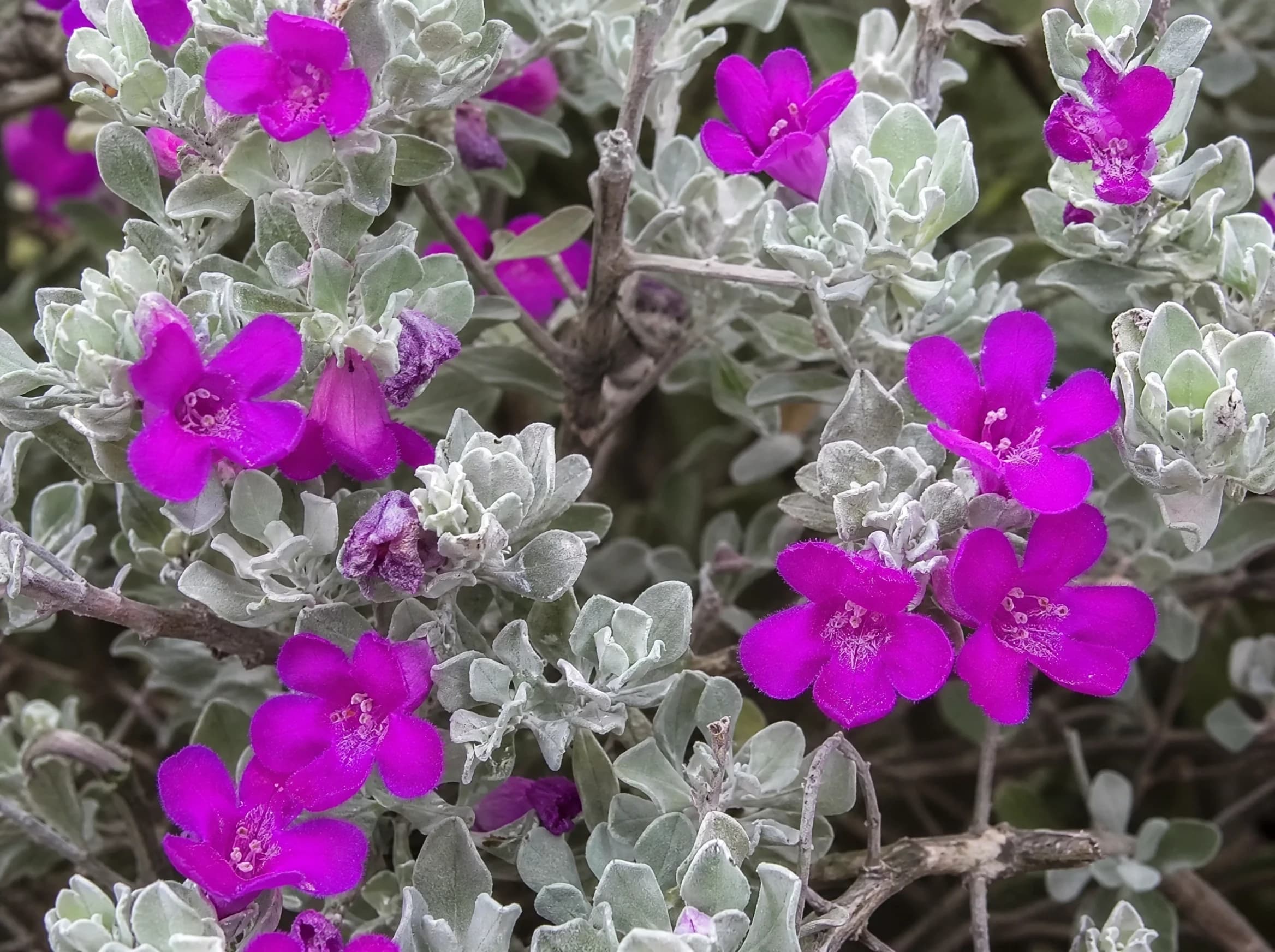 ליקופיליום עדן (leucophyllum frutescens) — תקריב פריחה, משתלת הדר נוי