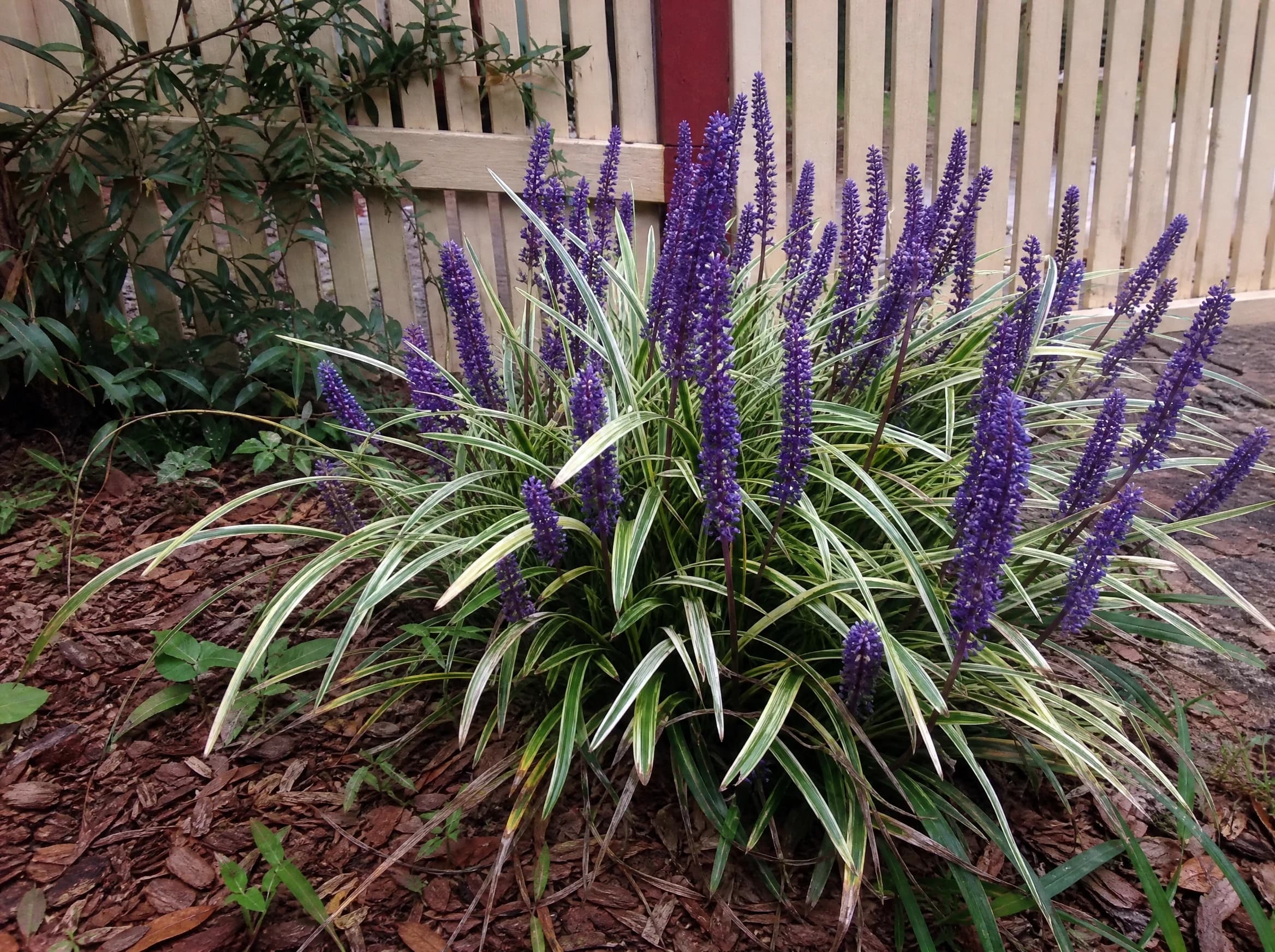 ליריופ מגוון (liriope muscari) — גוש ליריופ מגוון בשיבולי פריחה סגולות צפופות מול גדר עץ — גבול ערוגה ושוליים, משתלת הדר נוי