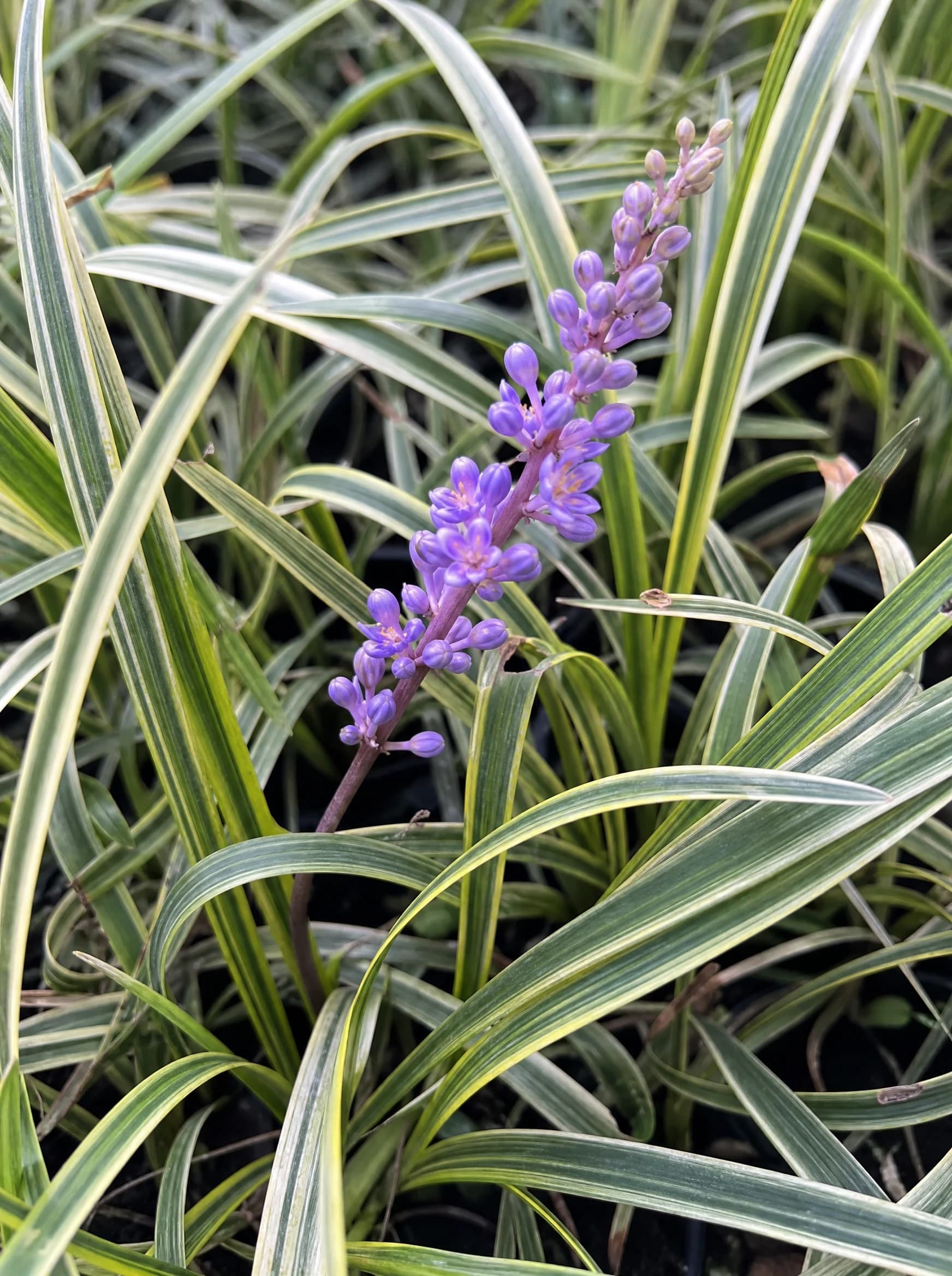 ליריופ מגוון (liriope muscari) — תקריב פריחה, משתלת הדר נוי