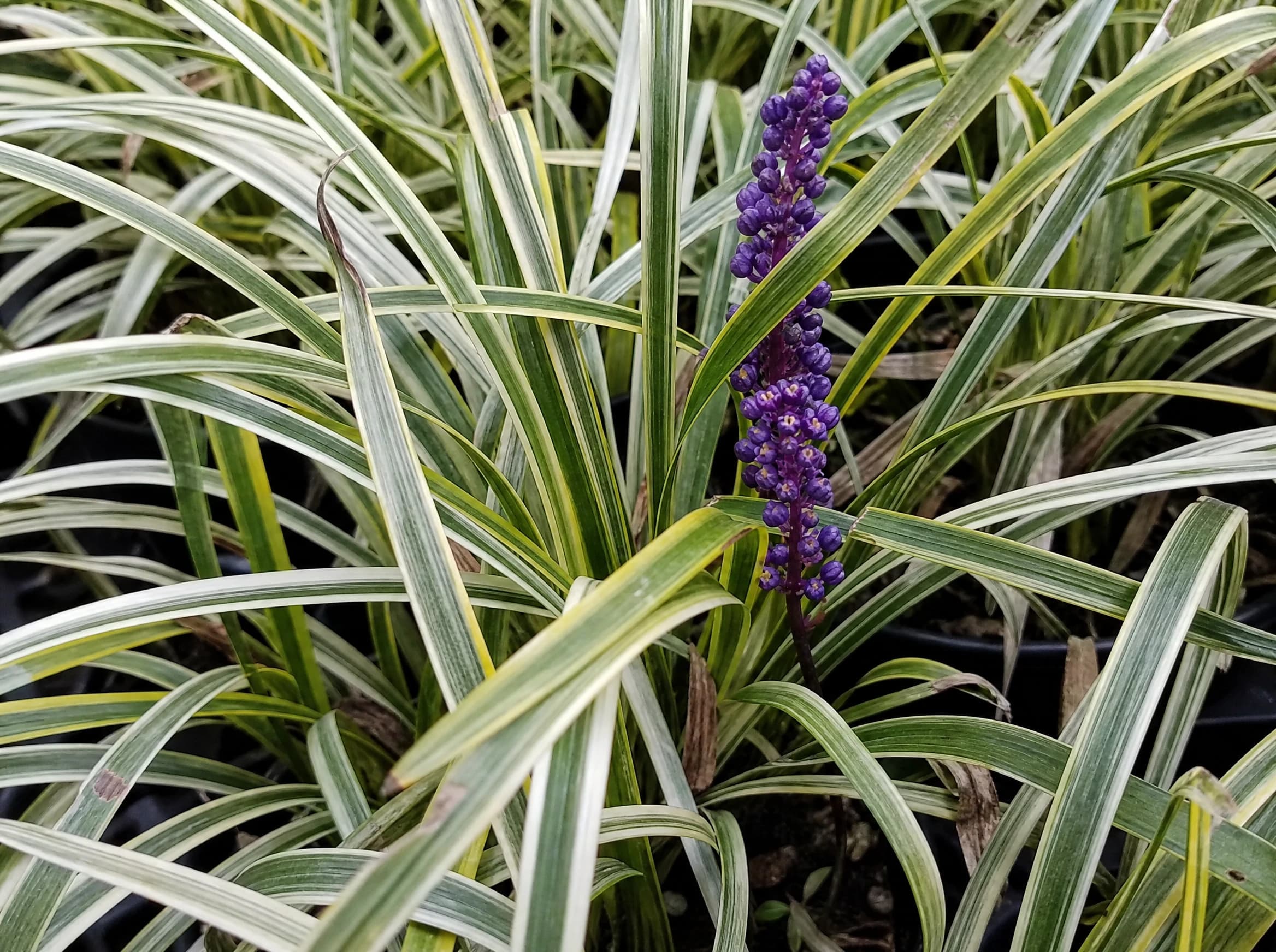 ליריופ מגוון (liriope muscari) — תקריב עלים, משתלת הדר נוי