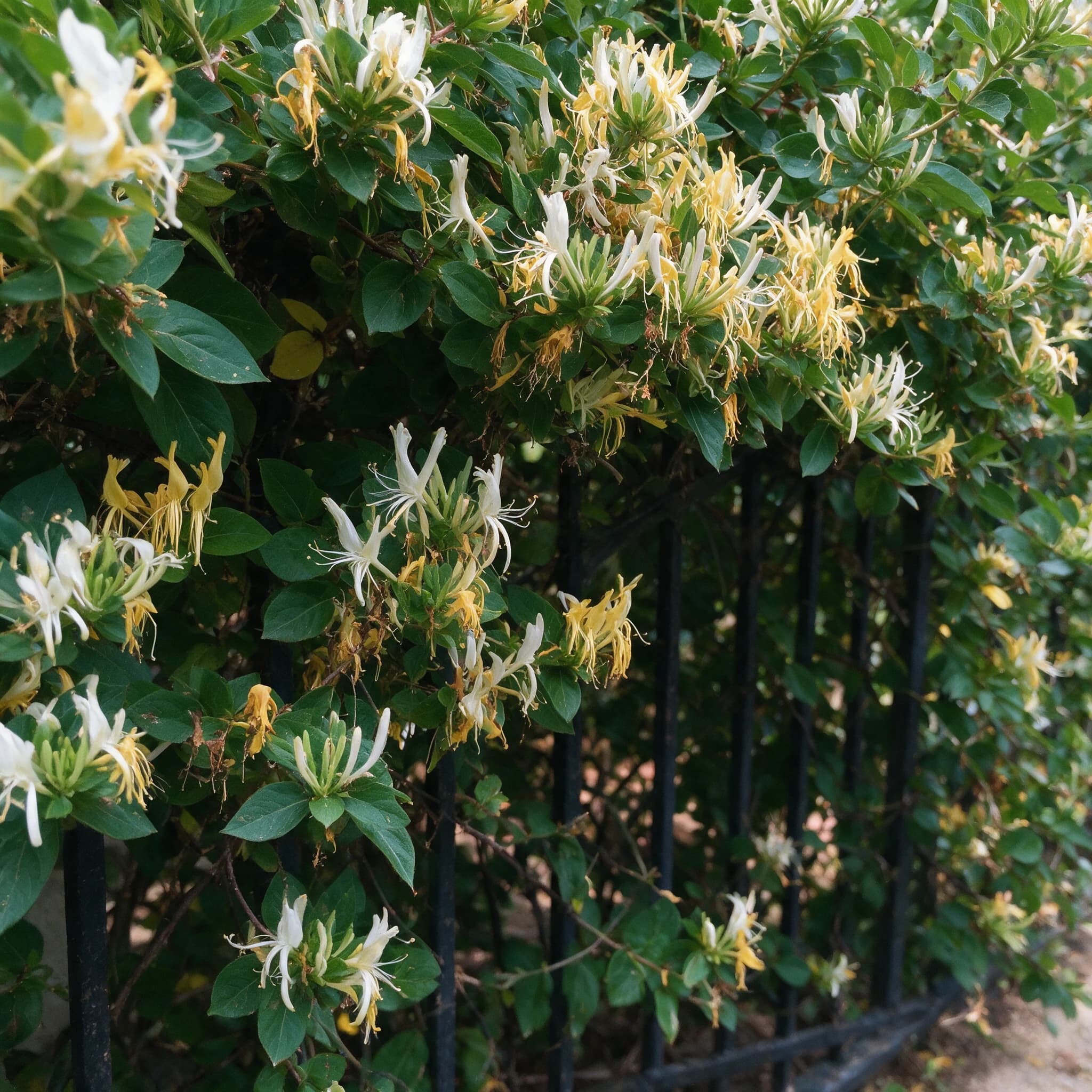 יערה יפנית (lonicera japonica), יערה יפנית מטפסת על גדר מתכת בגינה, פריחה לבנה וצהובה, מטפס על קיר ופרגולה, משתלת הדר נוי