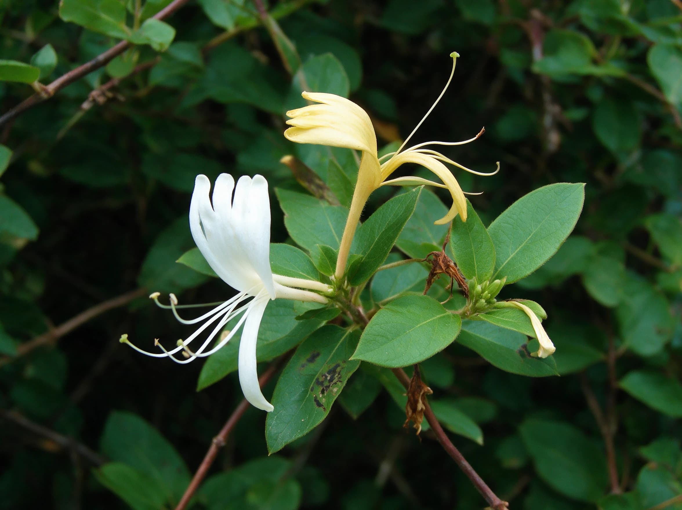 יערה יפנית (lonicera japonica) — תקריב פריחה, משתלת הדר נוי
