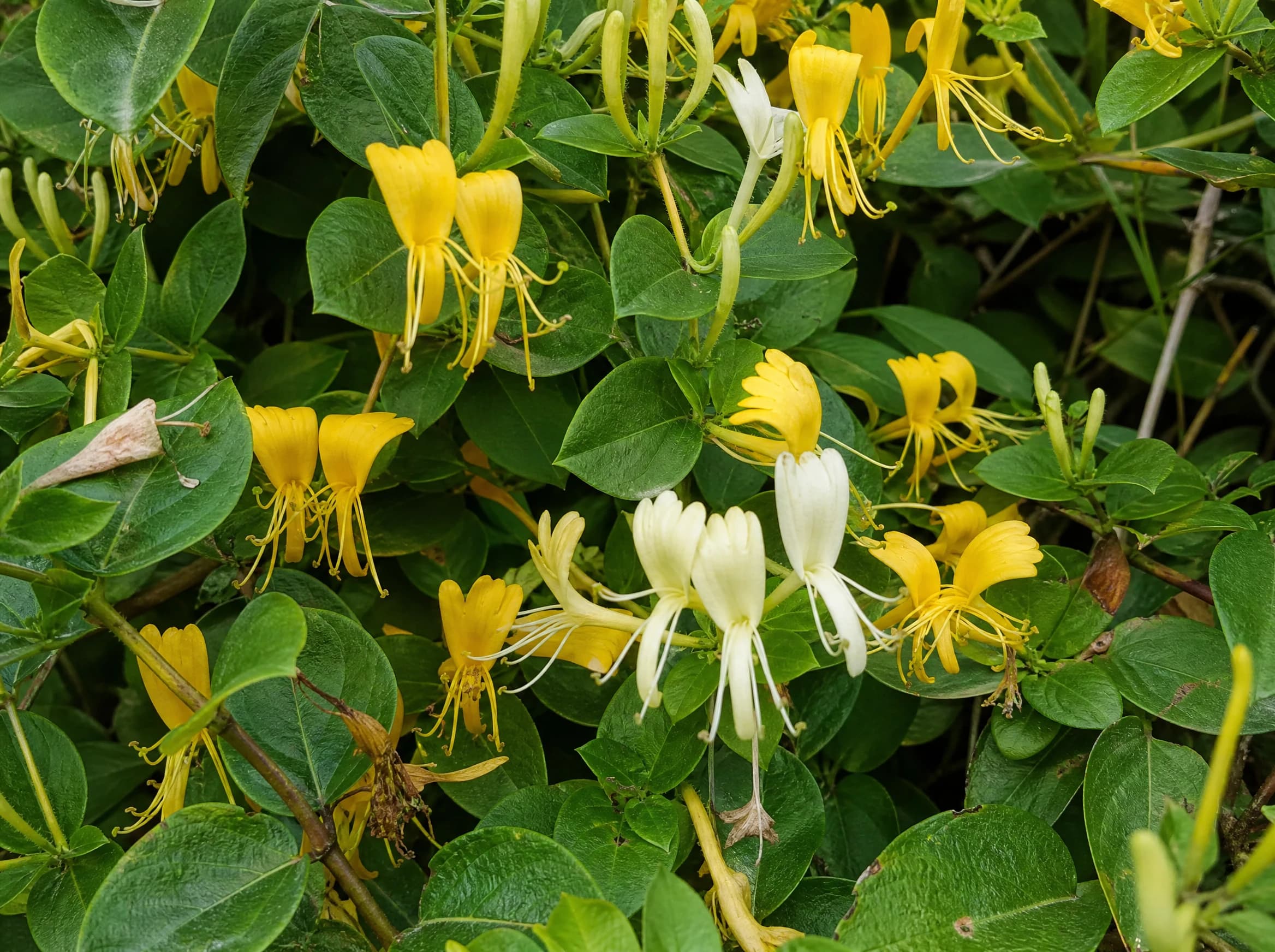 יערה יפנית (lonicera japonica) — תקריב פריחה, משתלת הדר נוי