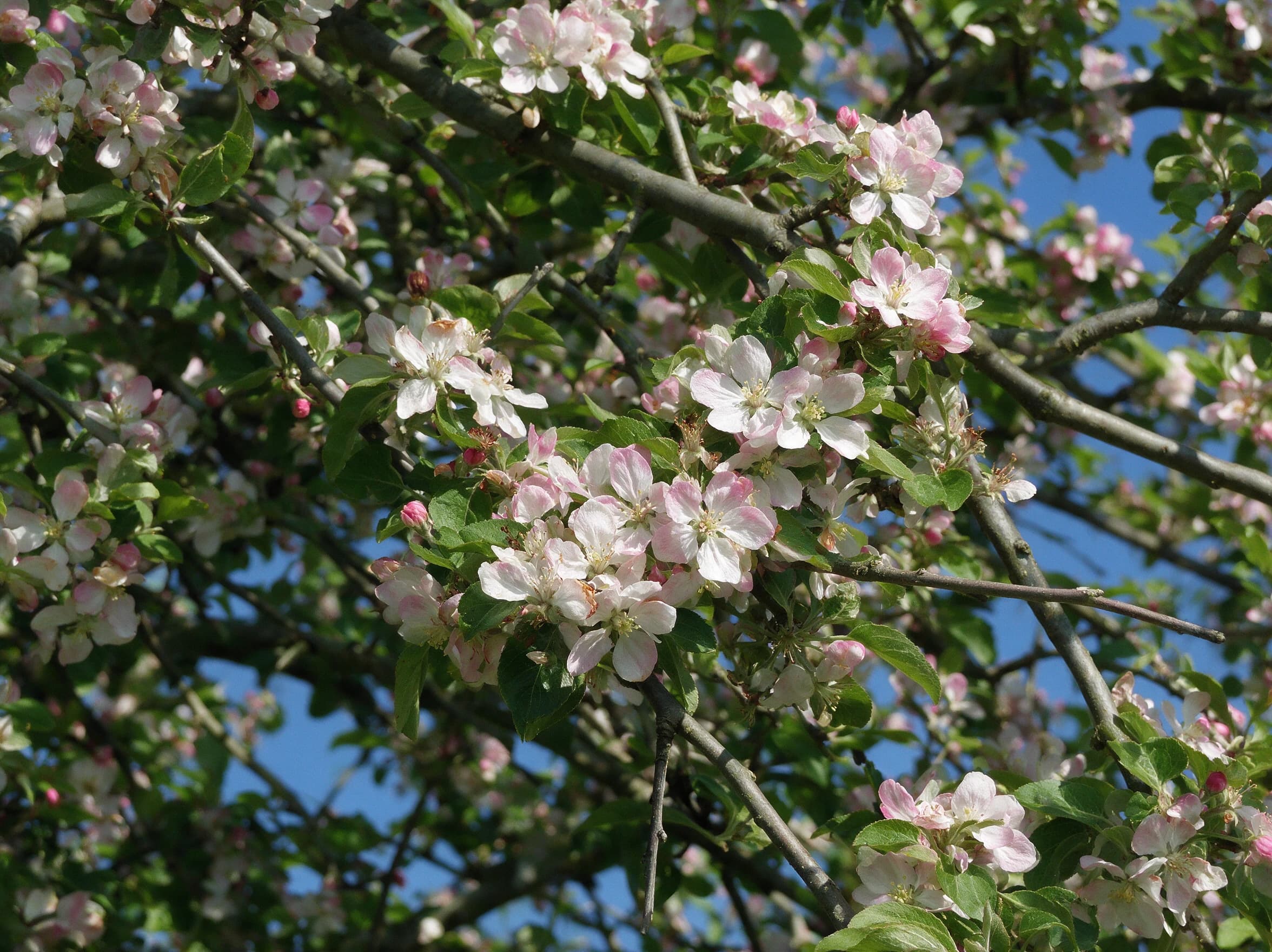 תפוח 'פינק ליידי׳ (malus domestica) — תקריב פריחה, משתלת הדר נוי