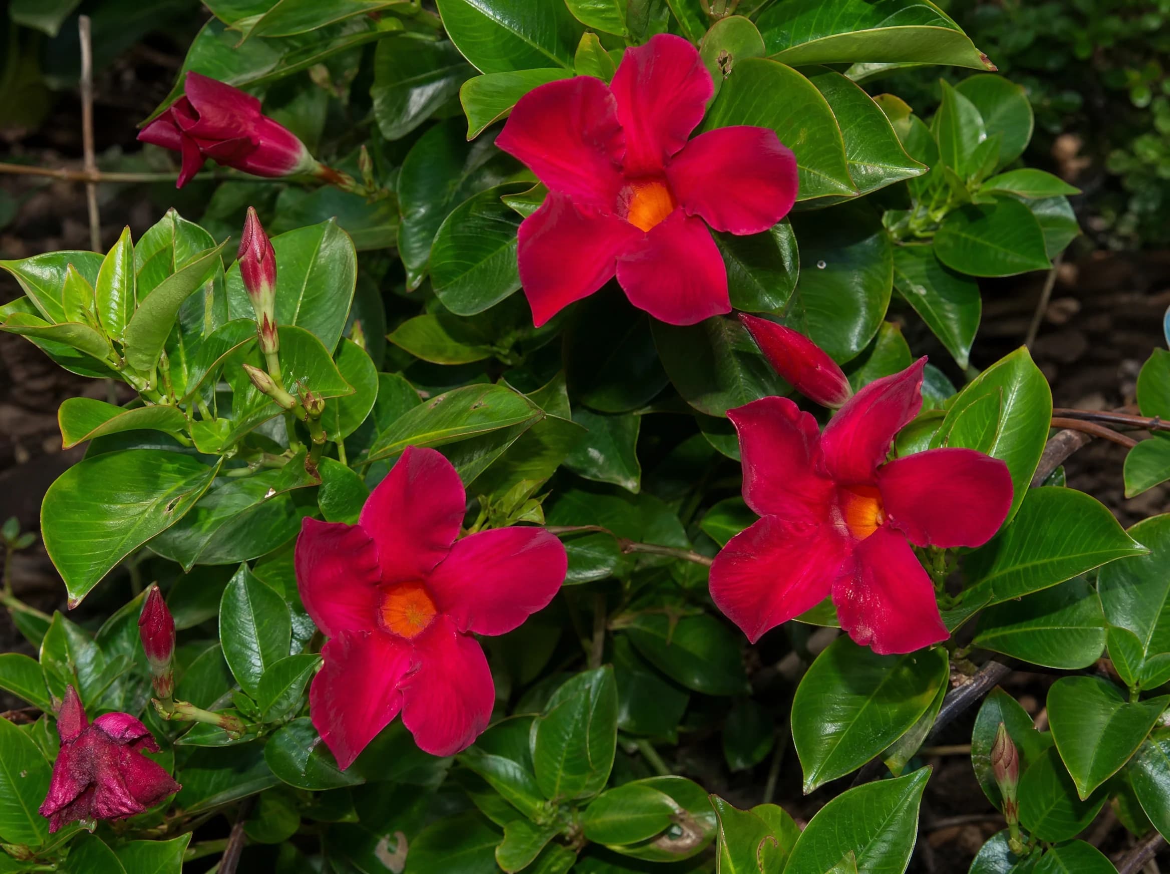 תקריב פריחת סנדביליה בצבע אדום, משתלת הדר נוי